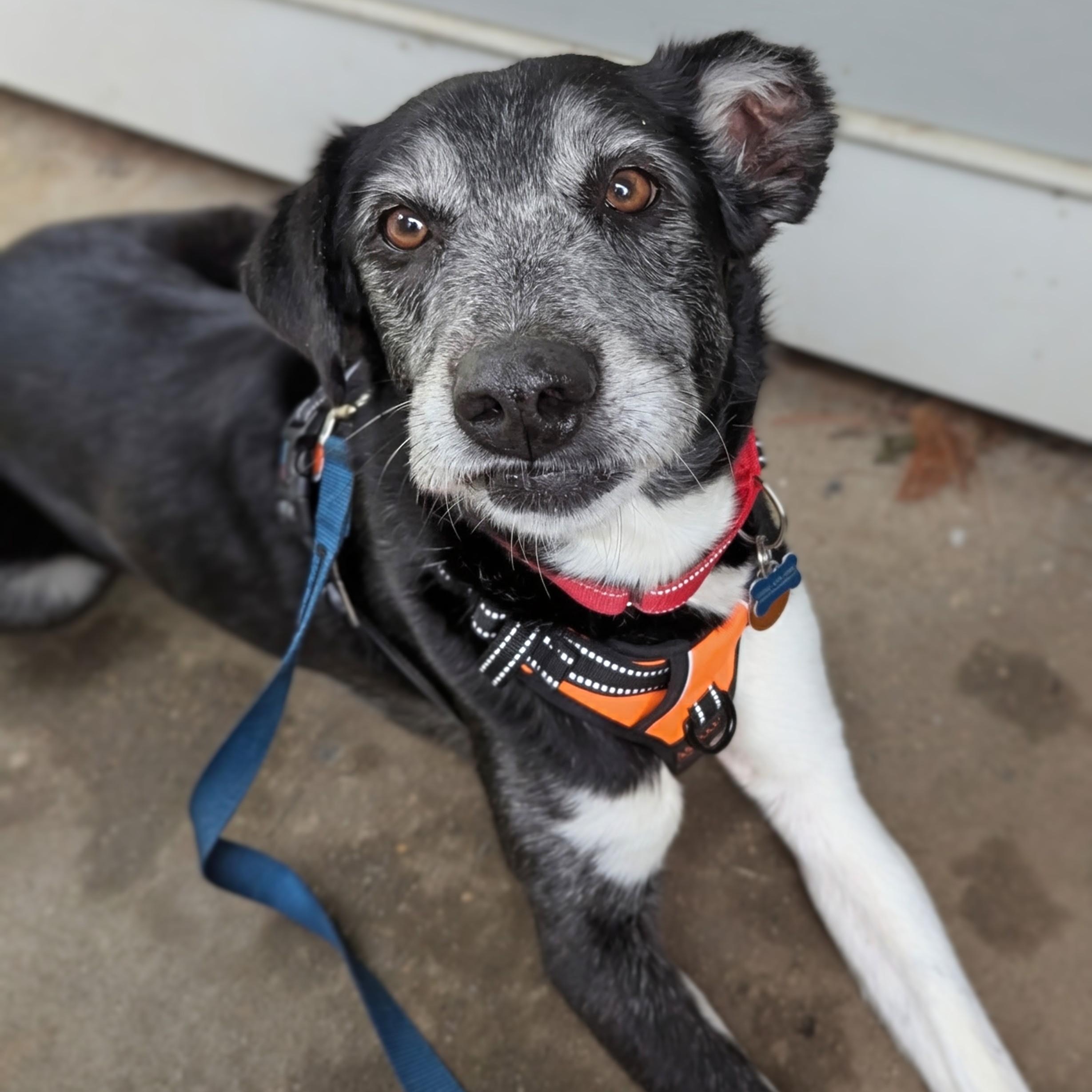 Enlarge Paka, a ADOPTABLE mixed breed in Potomac, MD image 3/5