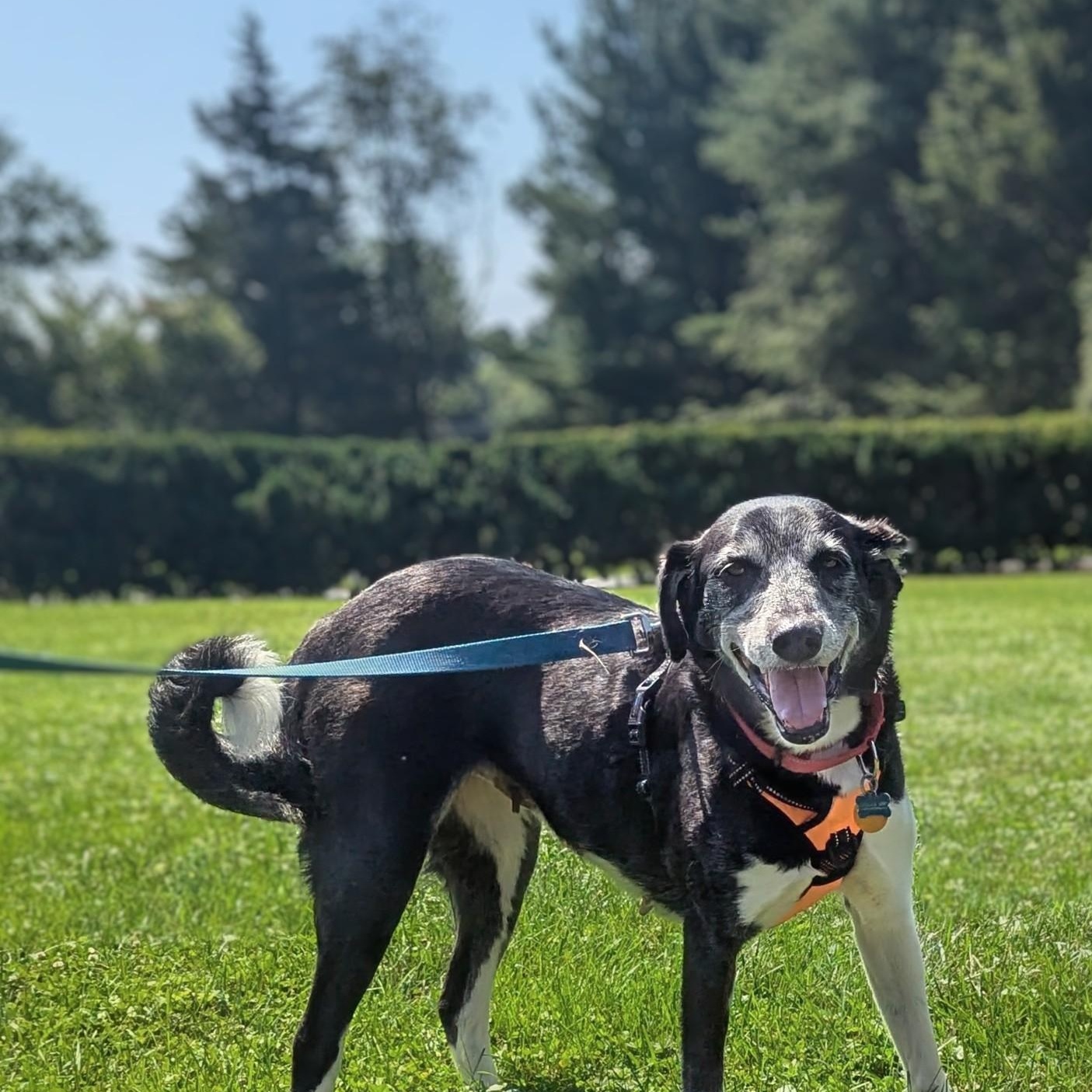 Enlarge Paka, a ADOPTABLE mixed breed in Potomac, MD image 4/5