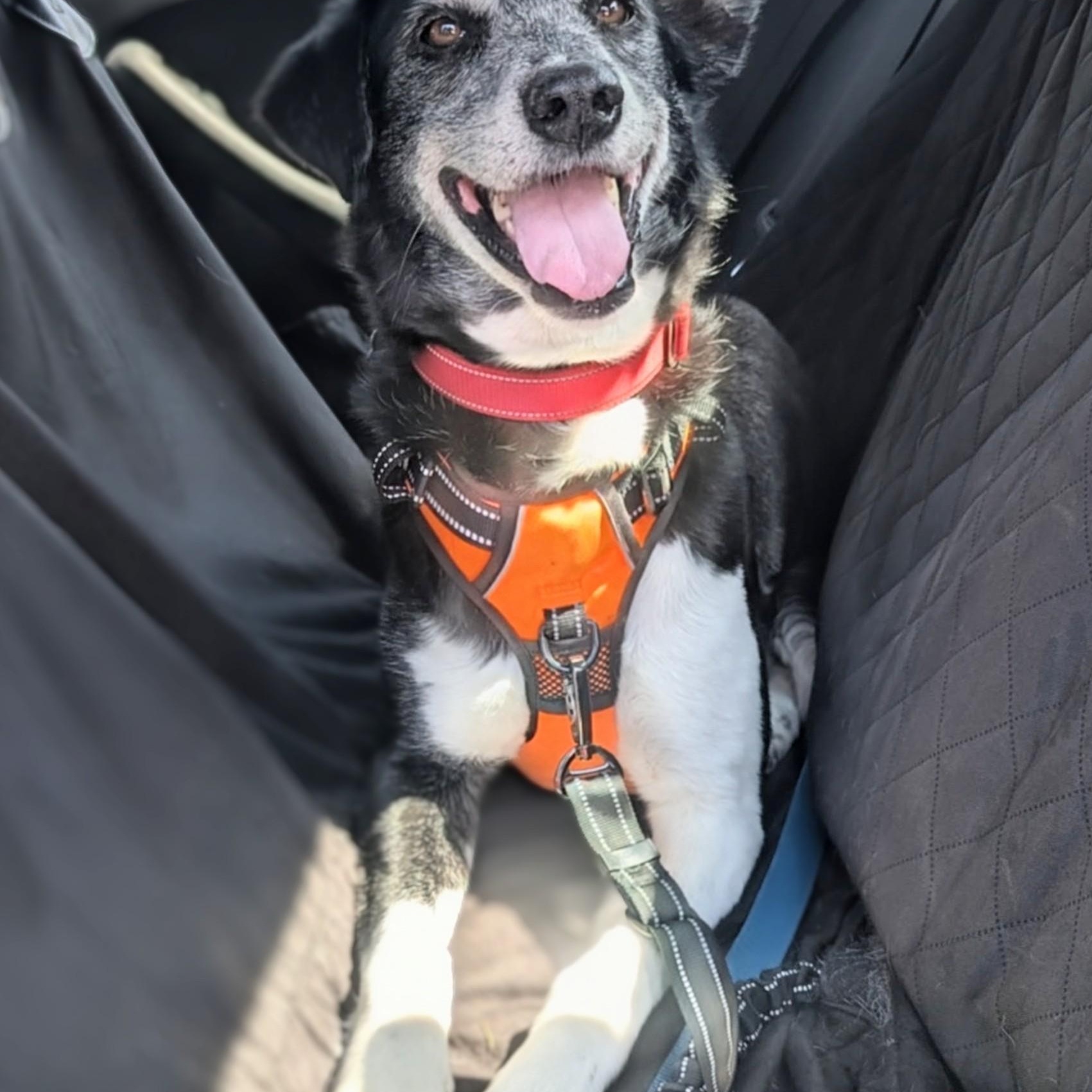 Enlarge Paka, a ADOPTABLE mixed breed in Potomac, MD image 5/5