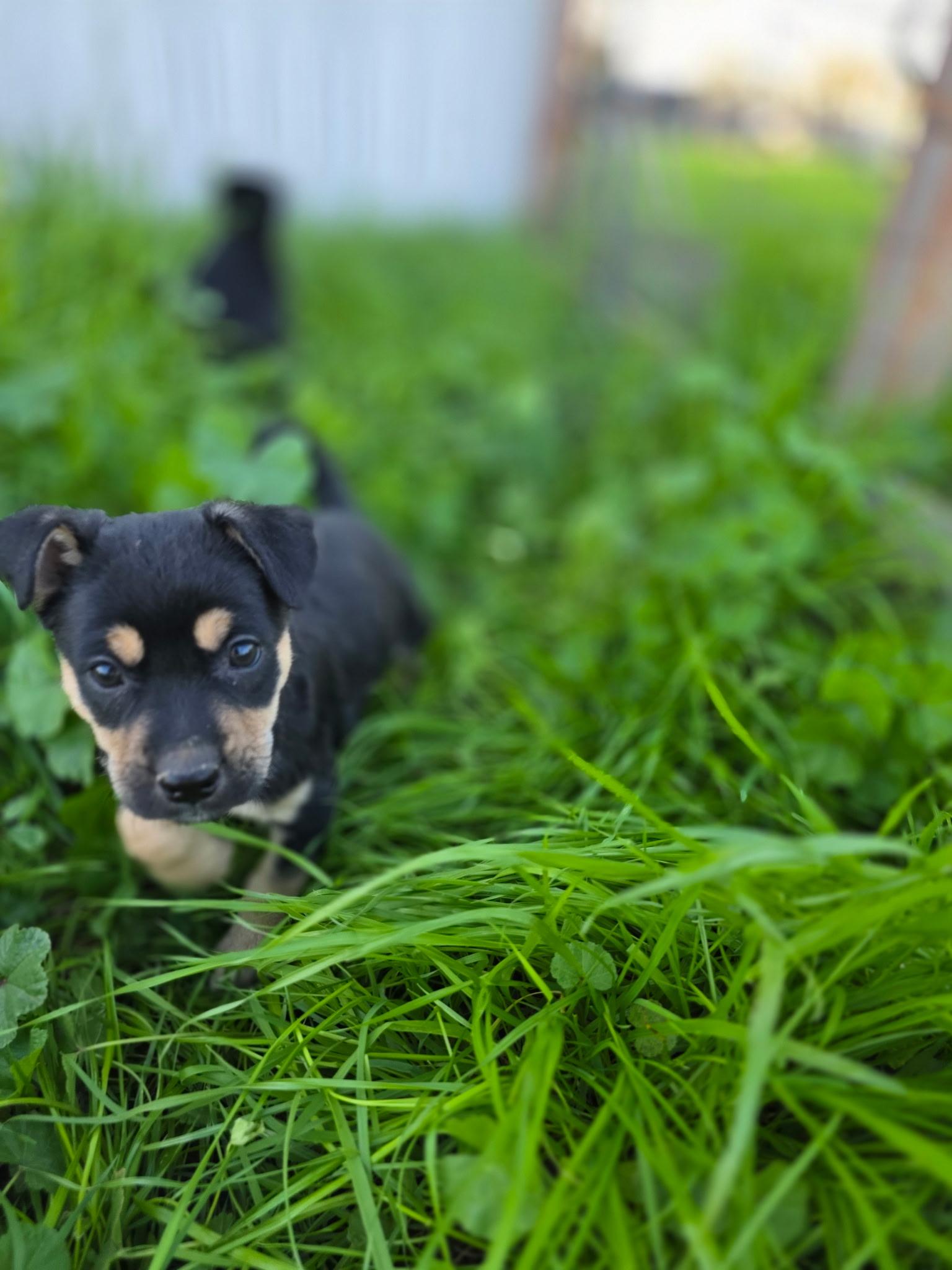 Hazelnut, ADOPTABLE, Young Female Labrador Retriever.