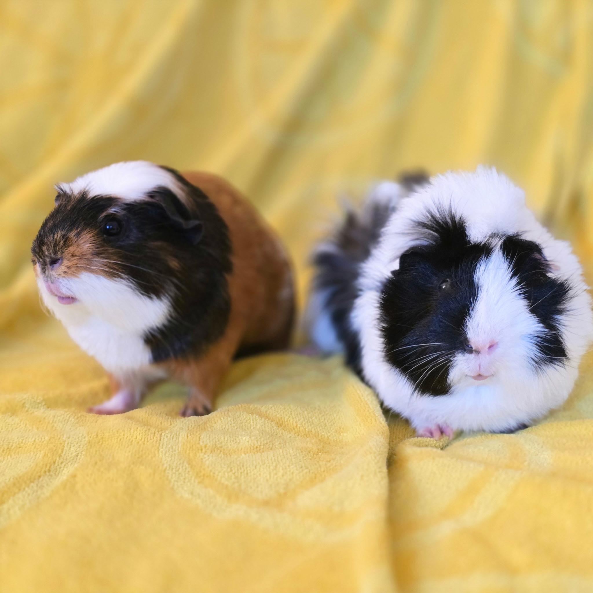 Enlarge Augustus & Sunny, a Adoptable Guinea Pig in Andover, CT image 2/6