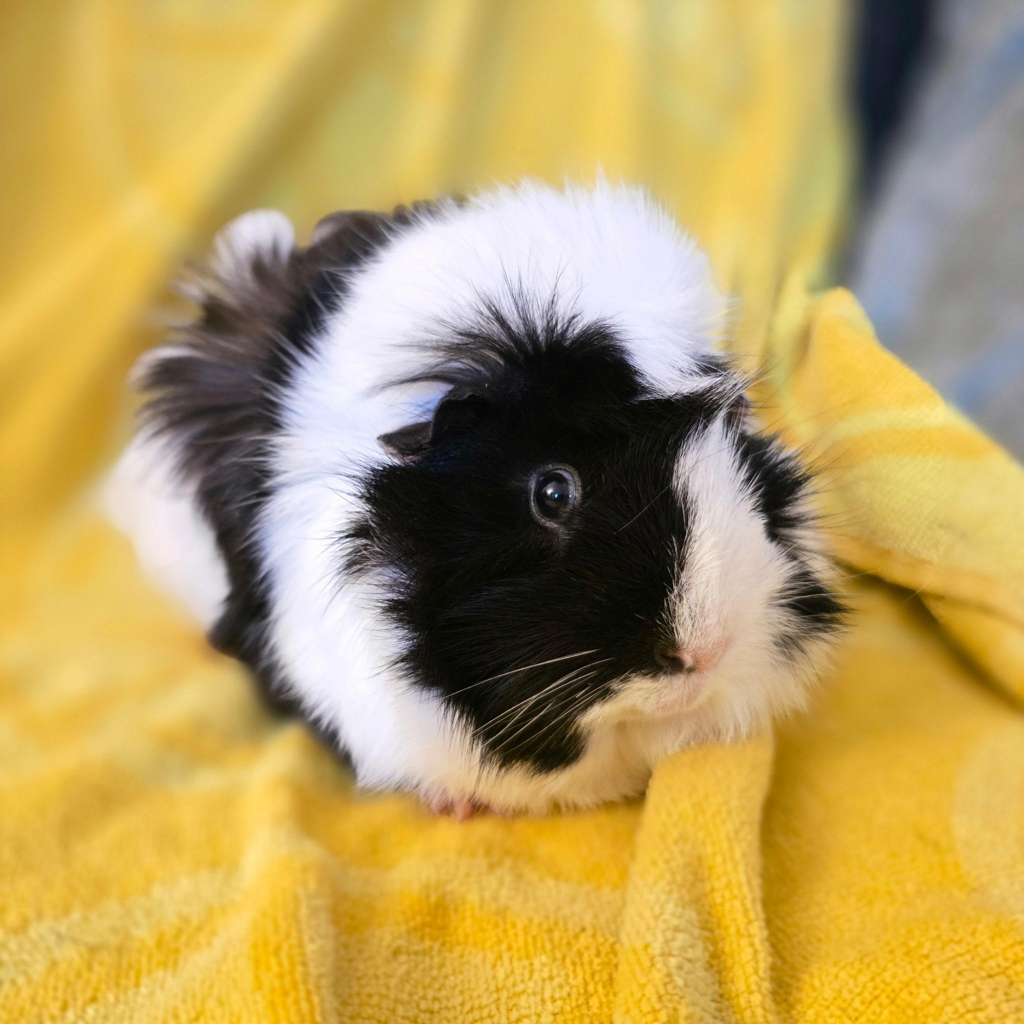 Augustus & Sunny, Adoptable, Young Male Guinea Pig.