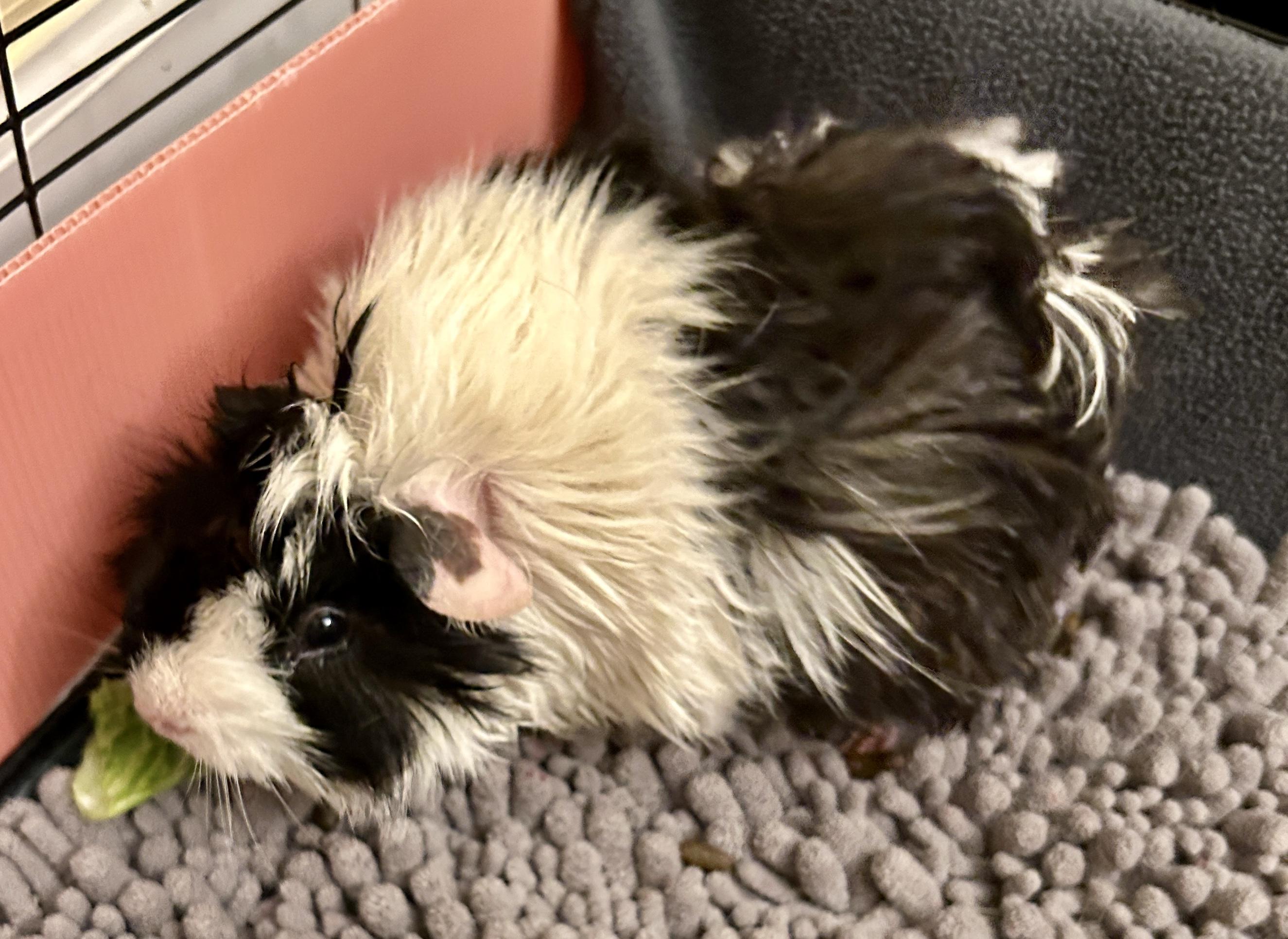 Enlarge Augustus & Sunny, a Adoptable Guinea Pig in Andover, CT image 2/4