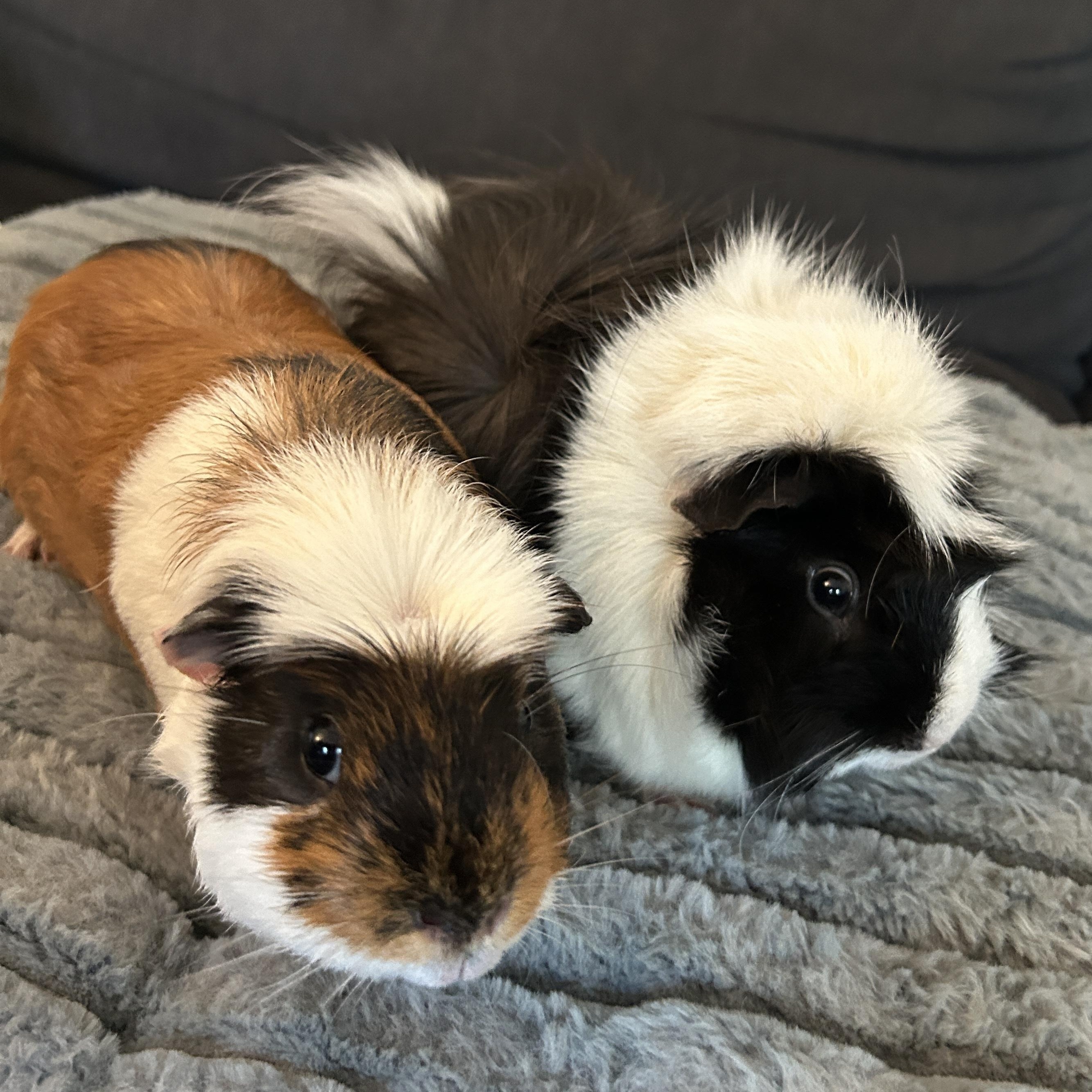 Enlarge Augustus & Sunny, a Adoptable Guinea Pig in Andover, CT image 4/4