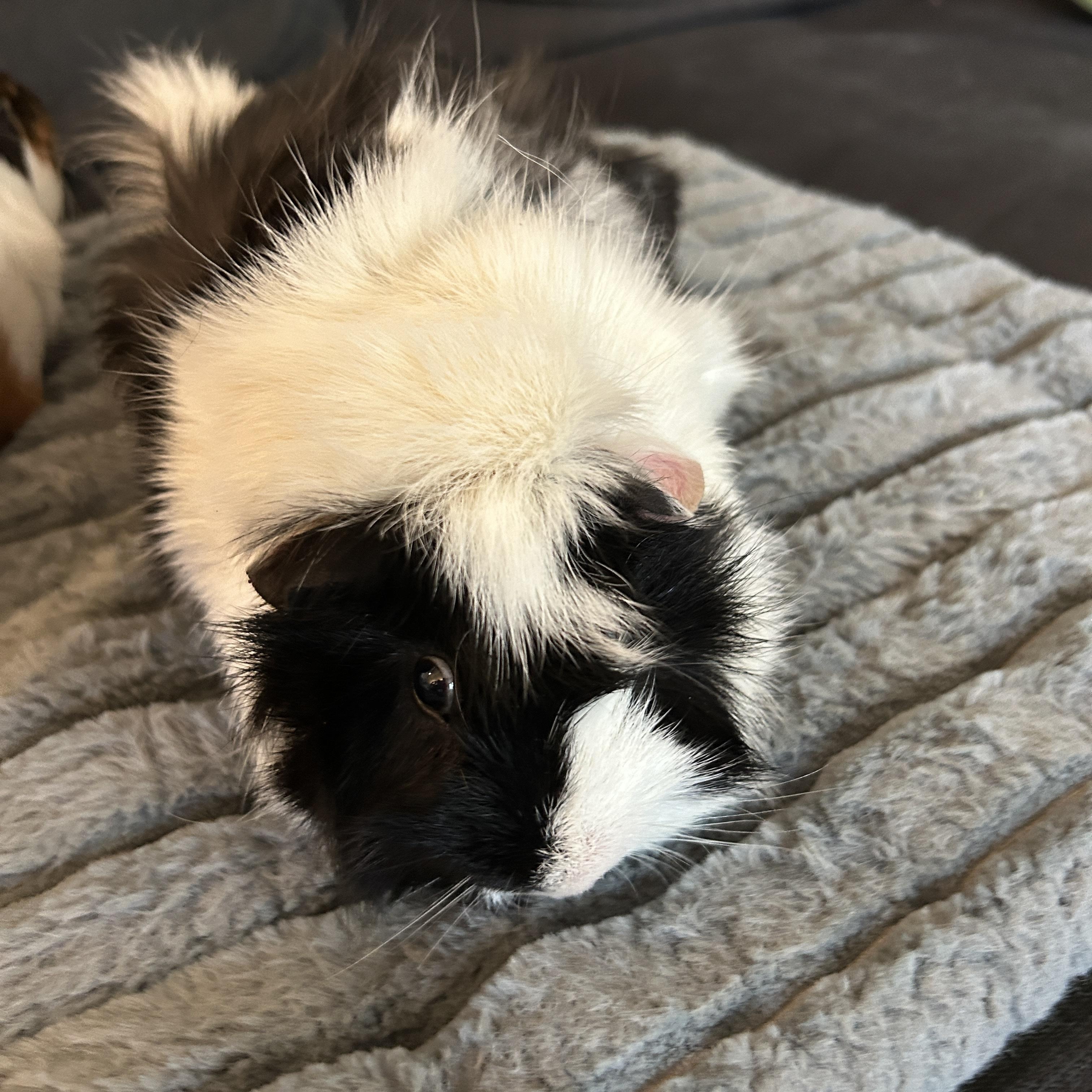 Enlarge Augustus & Sunny, a Adoptable Guinea Pig in Andover, CT image 3/4