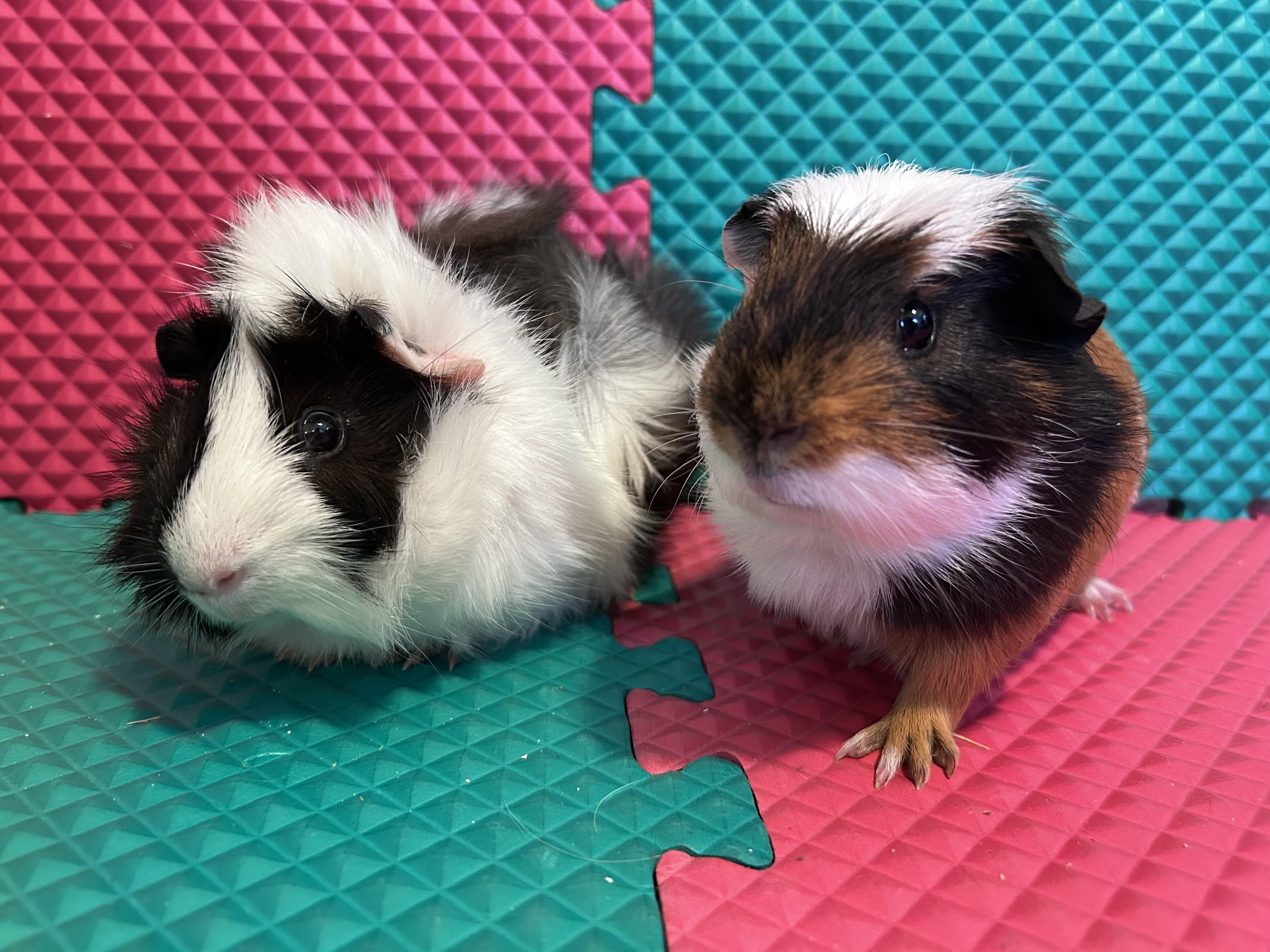 Enlarge Augustus & Sunny, a Adoptable Guinea Pig in Andover, CT image 1/4