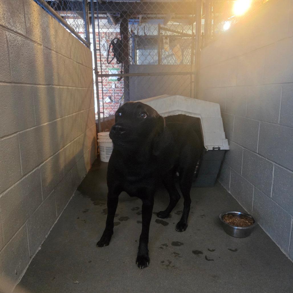 Enlarge Mister, a Adoptable Black Labrador Retriever in Starkville, MS image 1/1