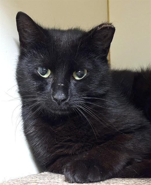 Enlarge LICORICE, a Adoptable Domestic Short Hair in Boston, MA image 1/1