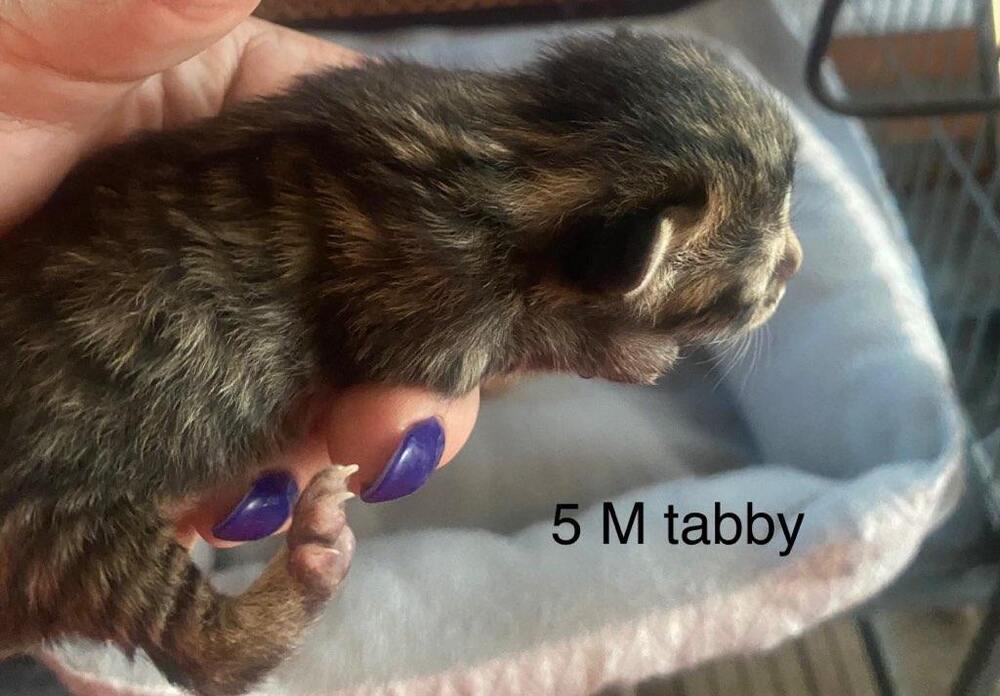 Ollie, Adopted, Kitten Male Domestic Short Hair.