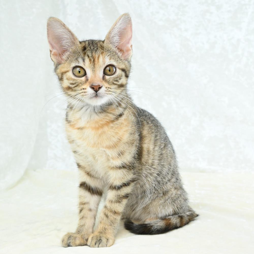 Virgo, a Adoptable Domestic Short Hair in Mobile, AL image 1/6