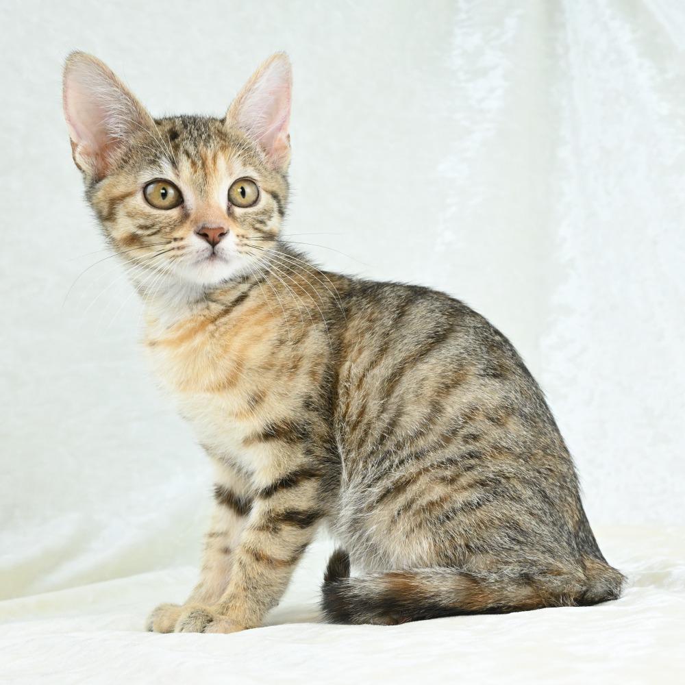Virgo, a Adoptable Domestic Short Hair in Mobile, AL image 2/6