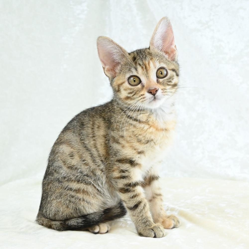 Virgo, a Adoptable Domestic Short Hair in Mobile, AL image 3/6