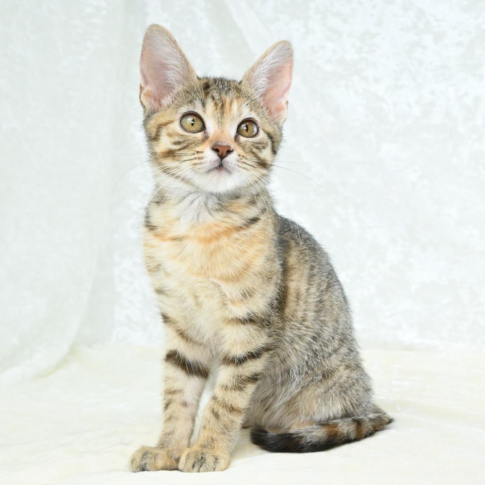 Virgo, a Adoptable Domestic Short Hair in Mobile, AL image 4/6
