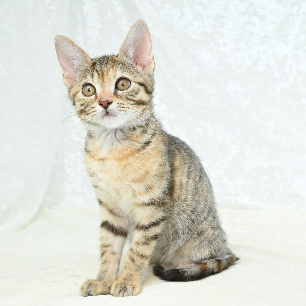 Virgo, a Adoptable Domestic Short Hair in Mobile, AL image 5/6