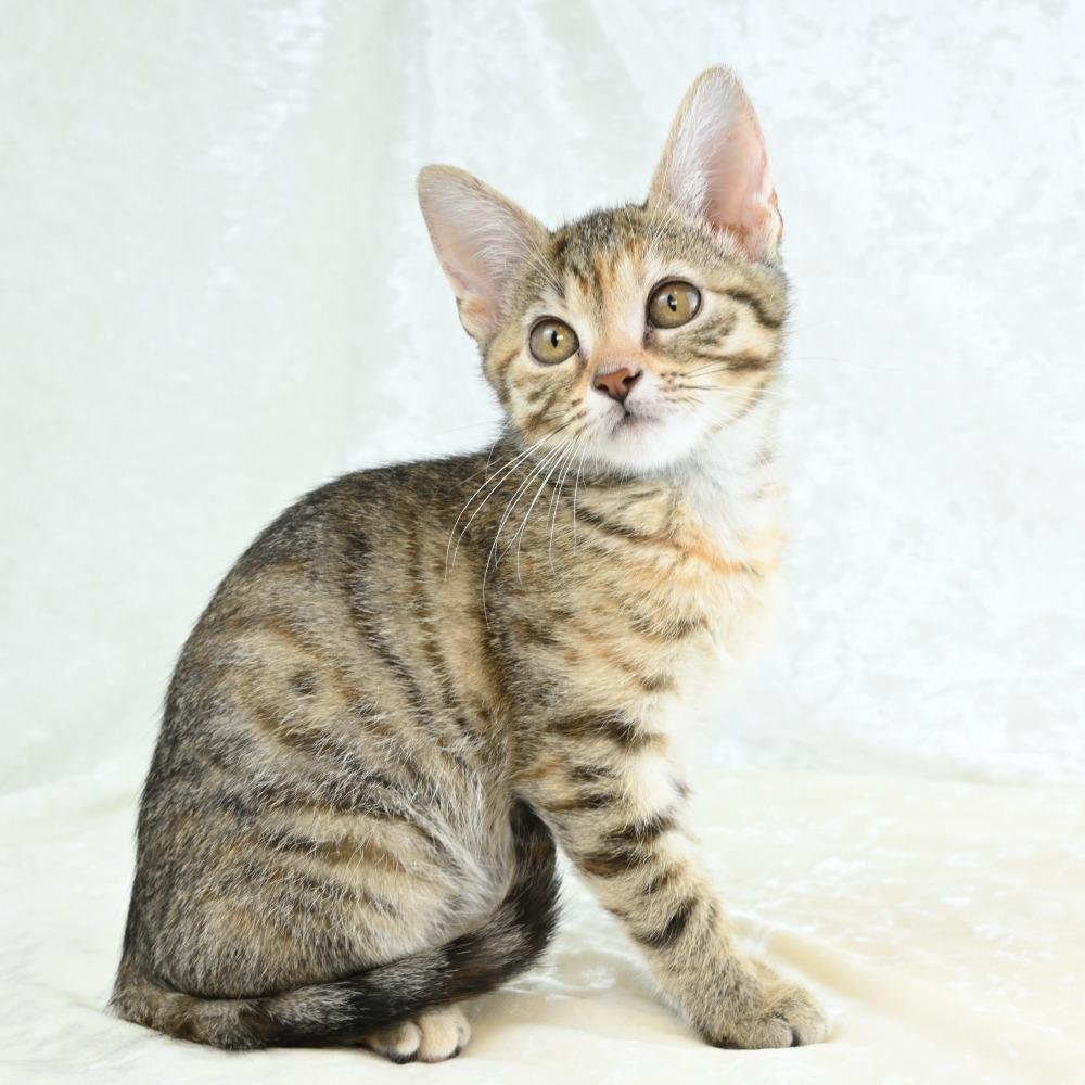 Virgo, a Adoptable Domestic Short Hair in Mobile, AL image 6/6
