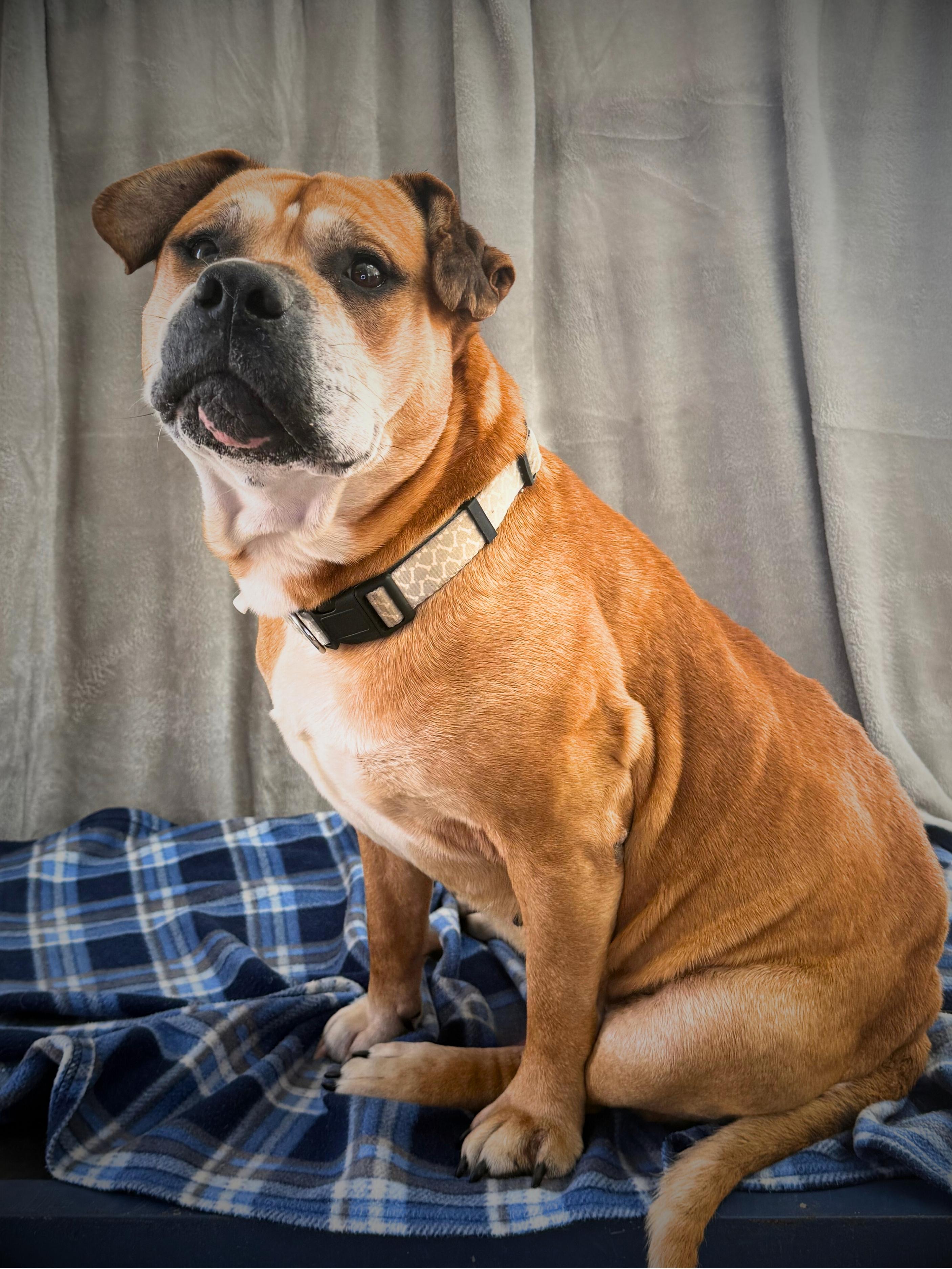 DeSoto | Adult | Mixed Breed, a ADOPTABLE mixed breed in Royalton, IL image 2/6