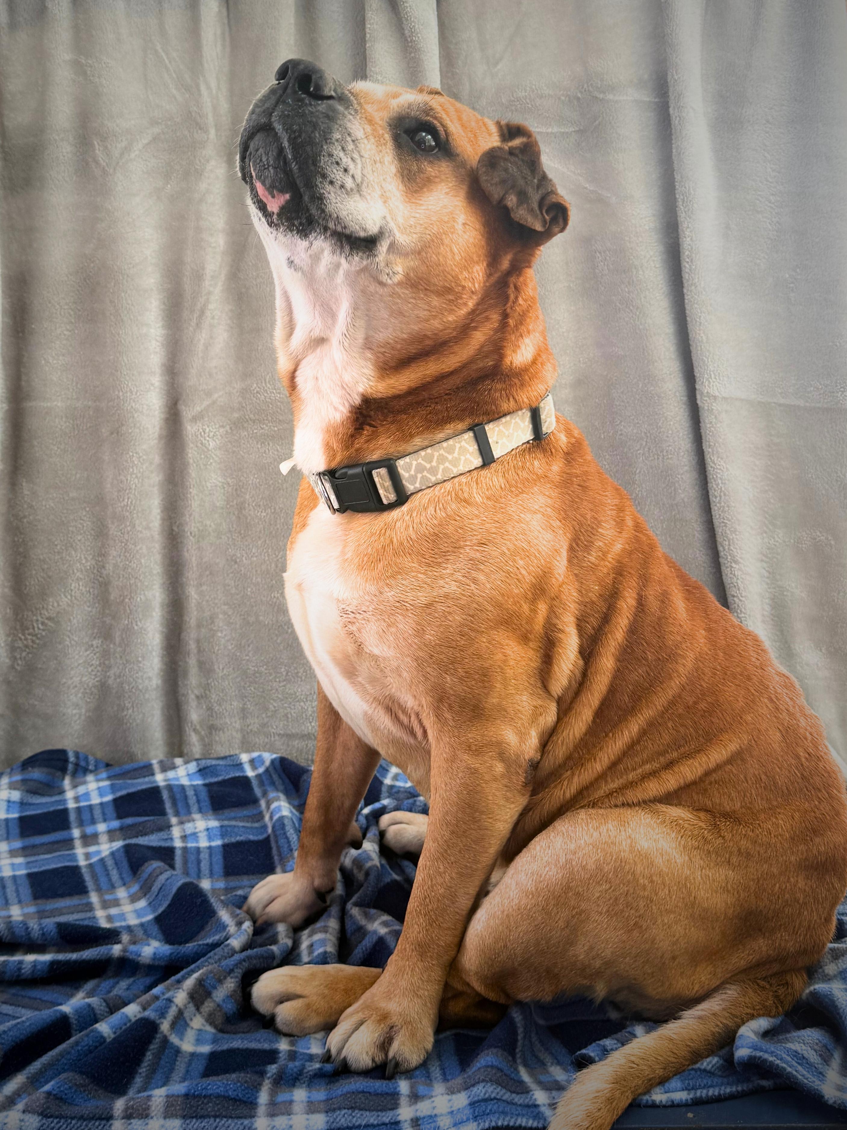 DeSoto | Adult | Mixed Breed, a ADOPTABLE mixed breed in Royalton, IL image 3/6