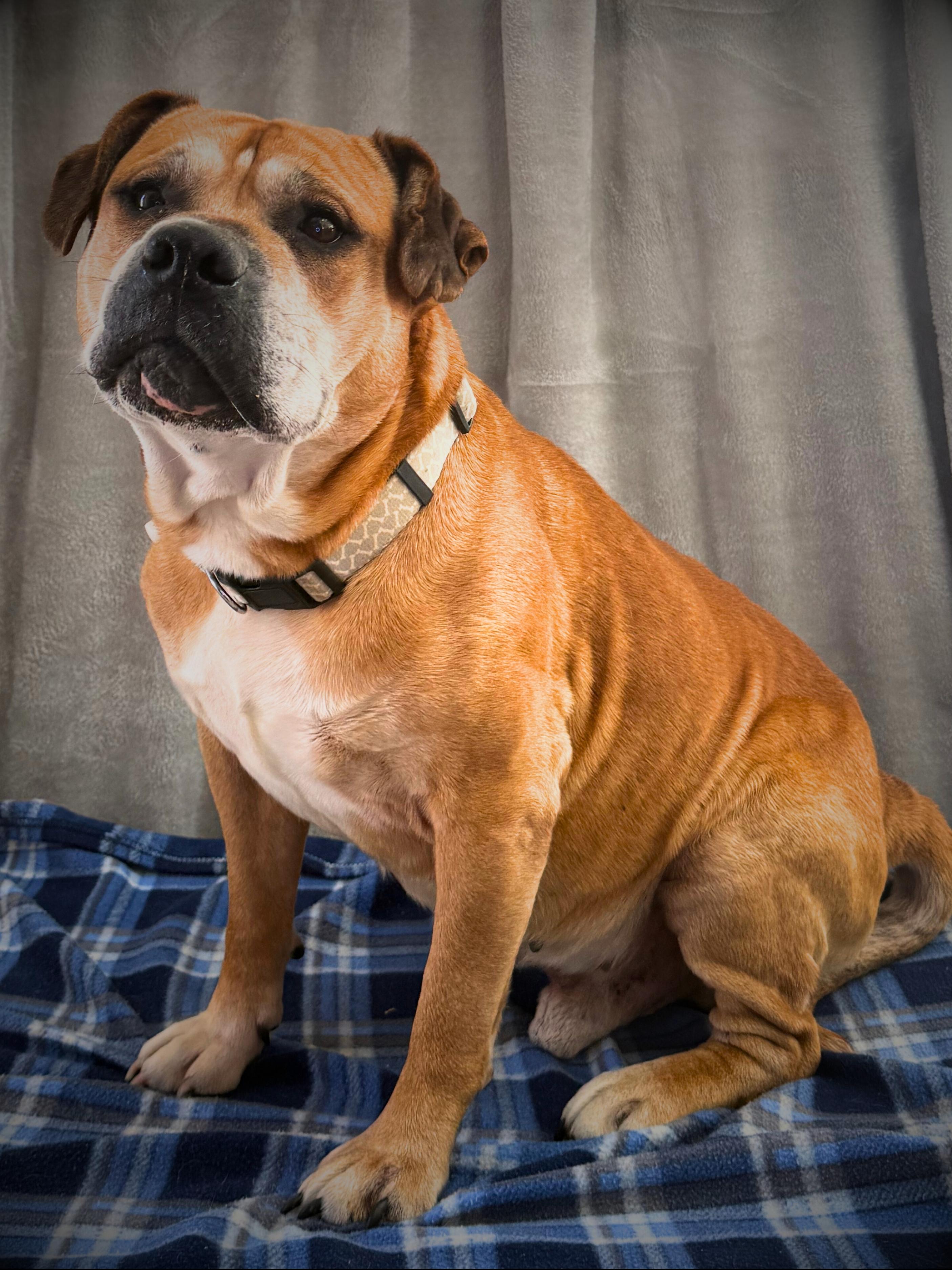 DeSoto | Adult | Mixed Breed, a ADOPTABLE mixed breed in Royalton, IL image 5/6