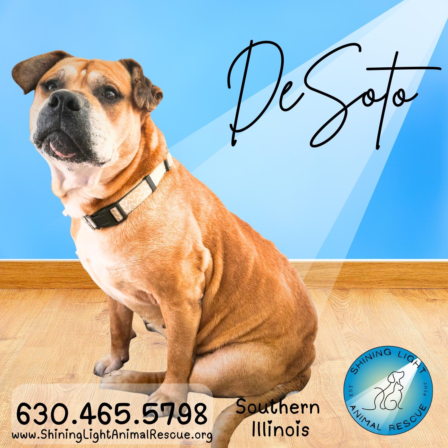 Enlarge DeSoto | Adult | Mixed Breed, a ADOPTABLE mixed breed in Edwardsville, IL image 1/6