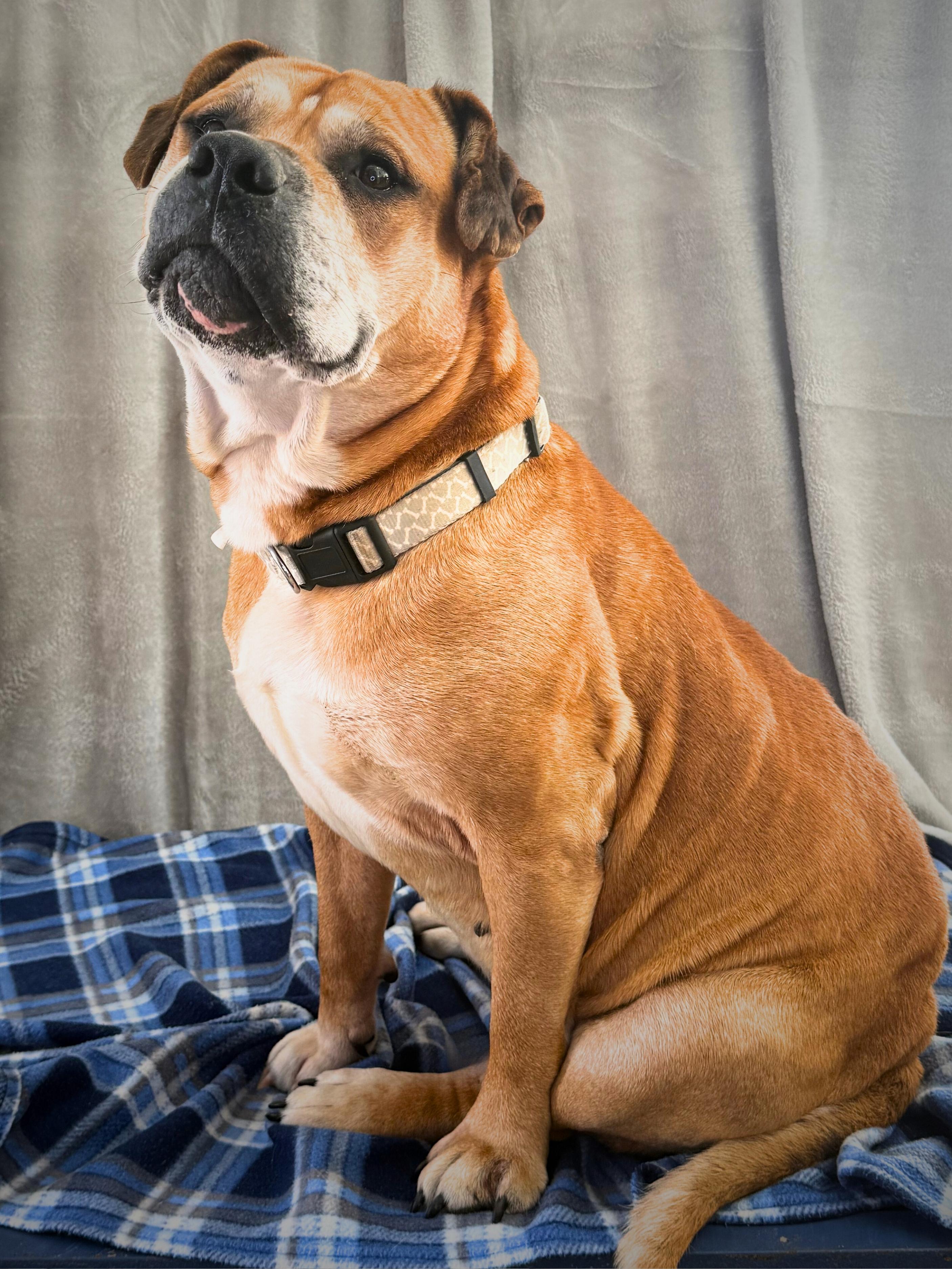 DeSoto | Adult | Mixed Breed, a ADOPTABLE mixed breed in Royalton, IL image 6/6