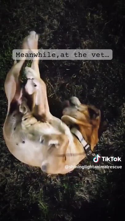 Enlarge DeSoto | Adult | Mixed Breed, a ADOPTABLE mixed breed in Royalton, IL video 2/5