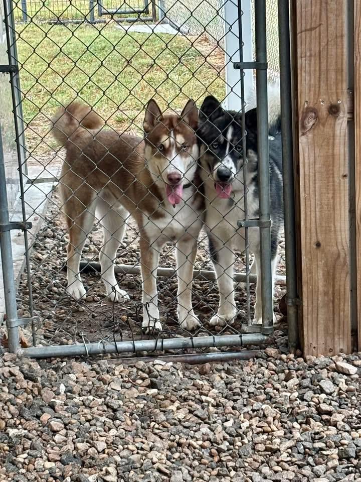 Enlarge Axle, a Adoptable Siberian Husky in Macclesfield, NC image 2/4