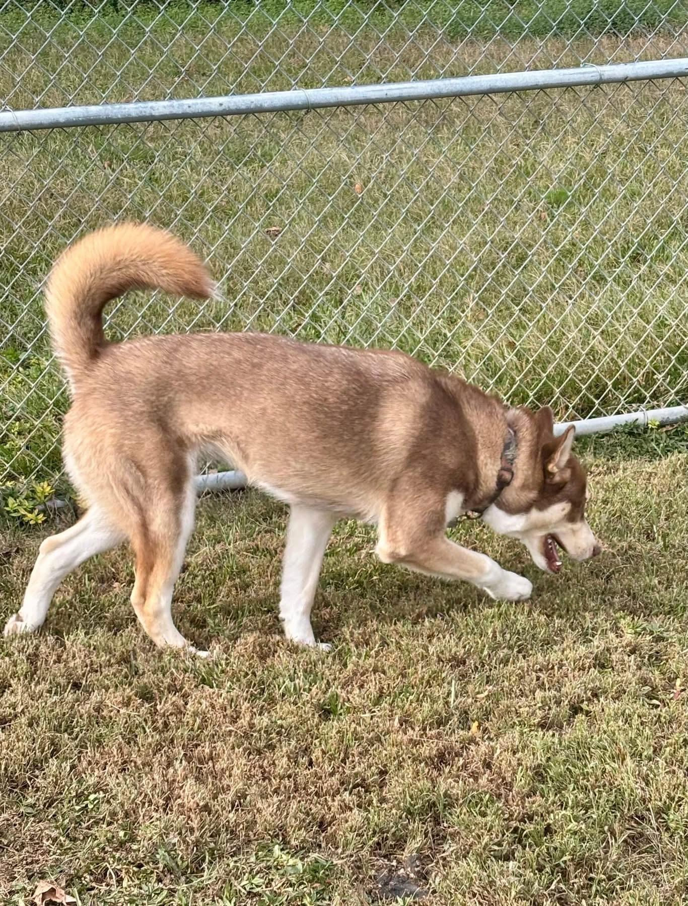 Enlarge Axle, a Adoptable Siberian Husky in Macclesfield, NC image 3/4