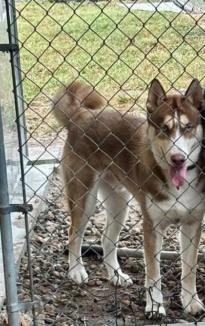 Axle, Adoptable, Puppy Male Siberian Husky.