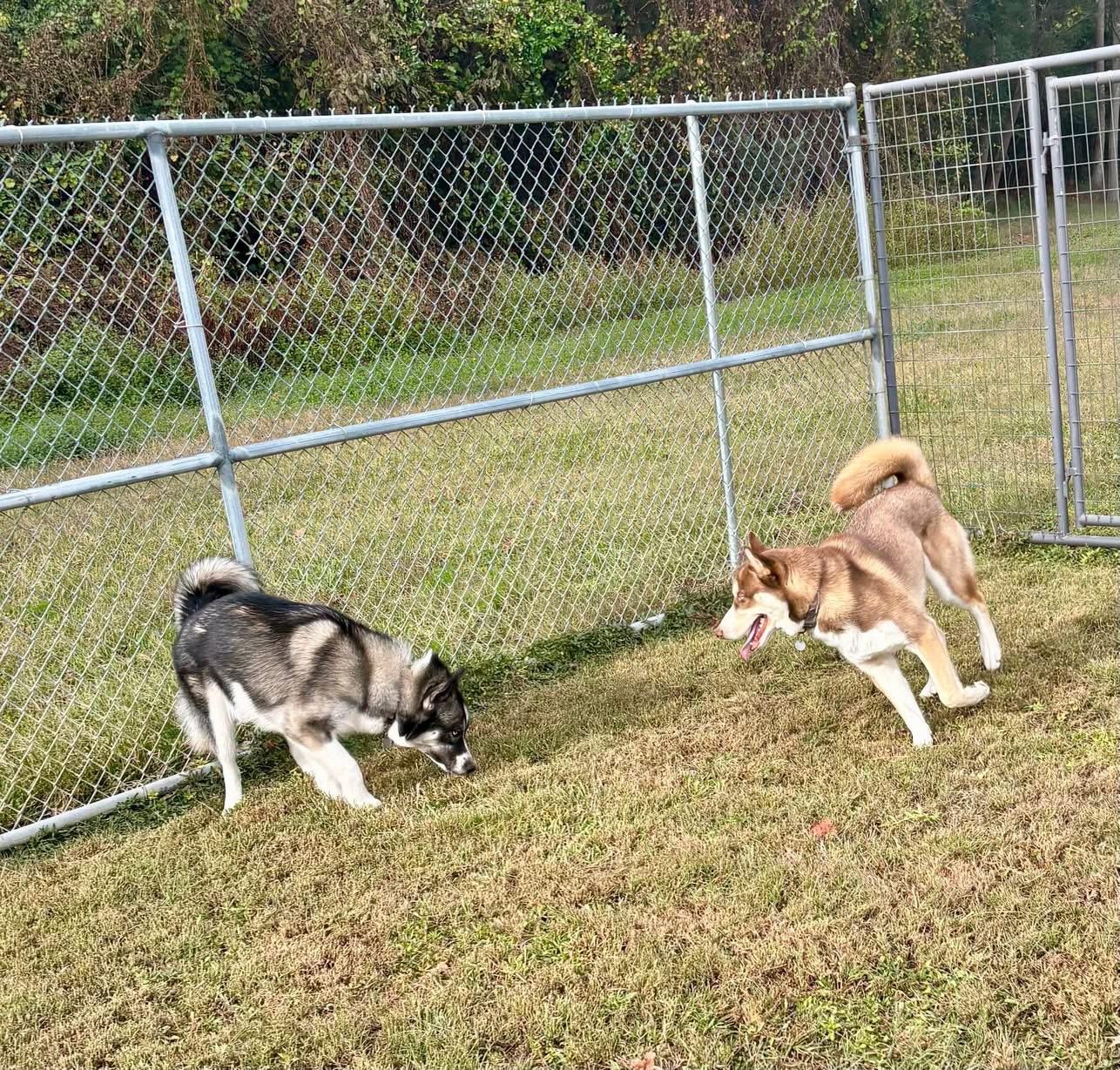 Enlarge Axle, a Adoptable Siberian Husky in Macclesfield, NC image 4/4