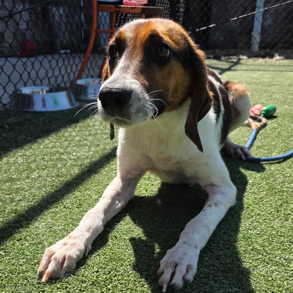 Pecan, a Adoptable Hound in Chatham, VA image 1/3