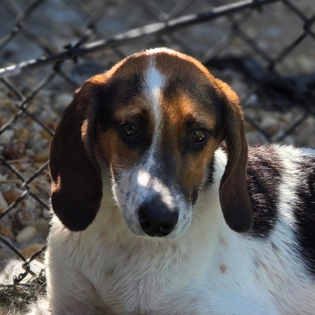 Pecan, a Adoptable Hound in Chatham, VA image 2/3