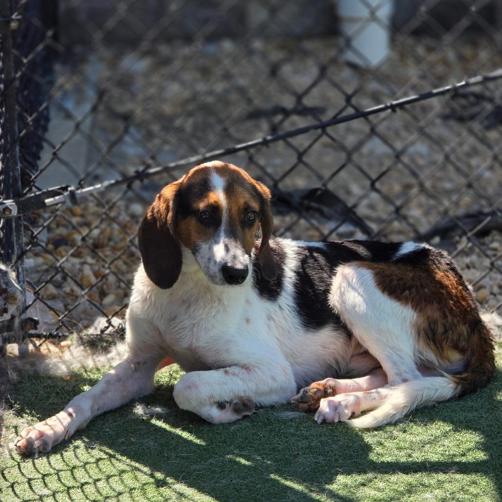 Pecan, a Adoptable Hound in Chatham, VA image 3/3