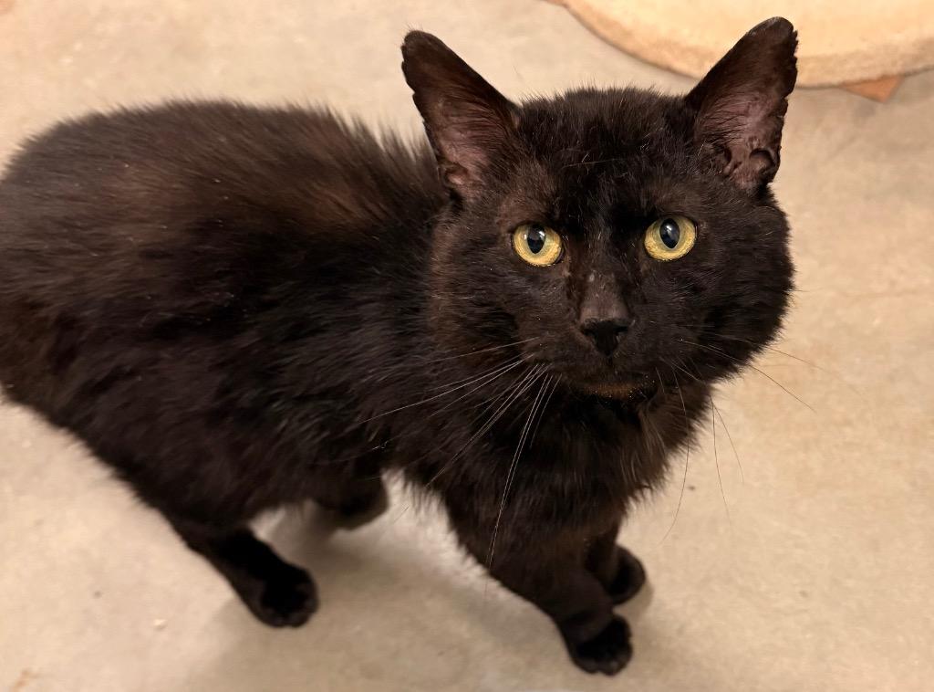 Heavy Machinery, Adoptable, Young Male Domestic Short Hair.