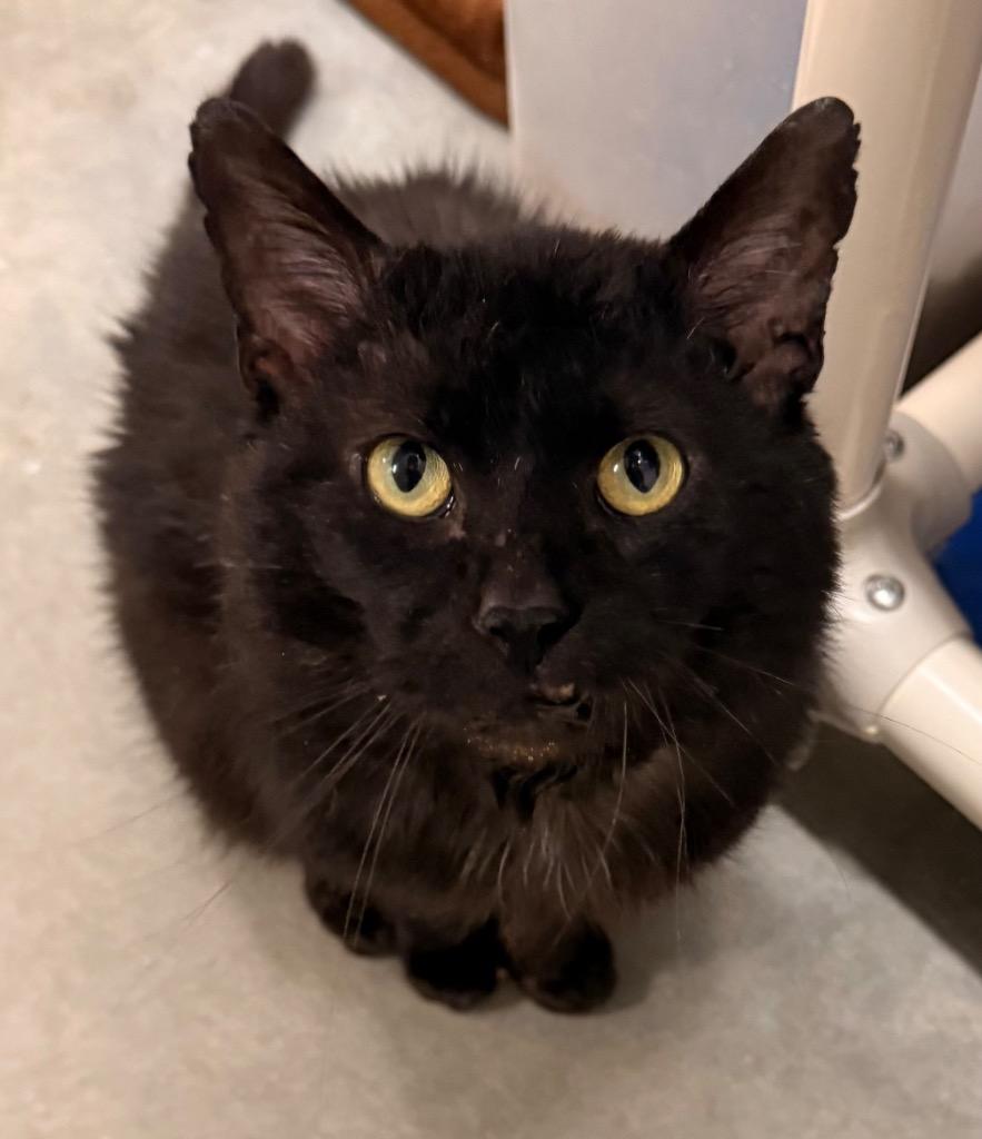 Enlarge Heavy Machinery, a Adoptable mixed breed in Defiance, OH image 2/6