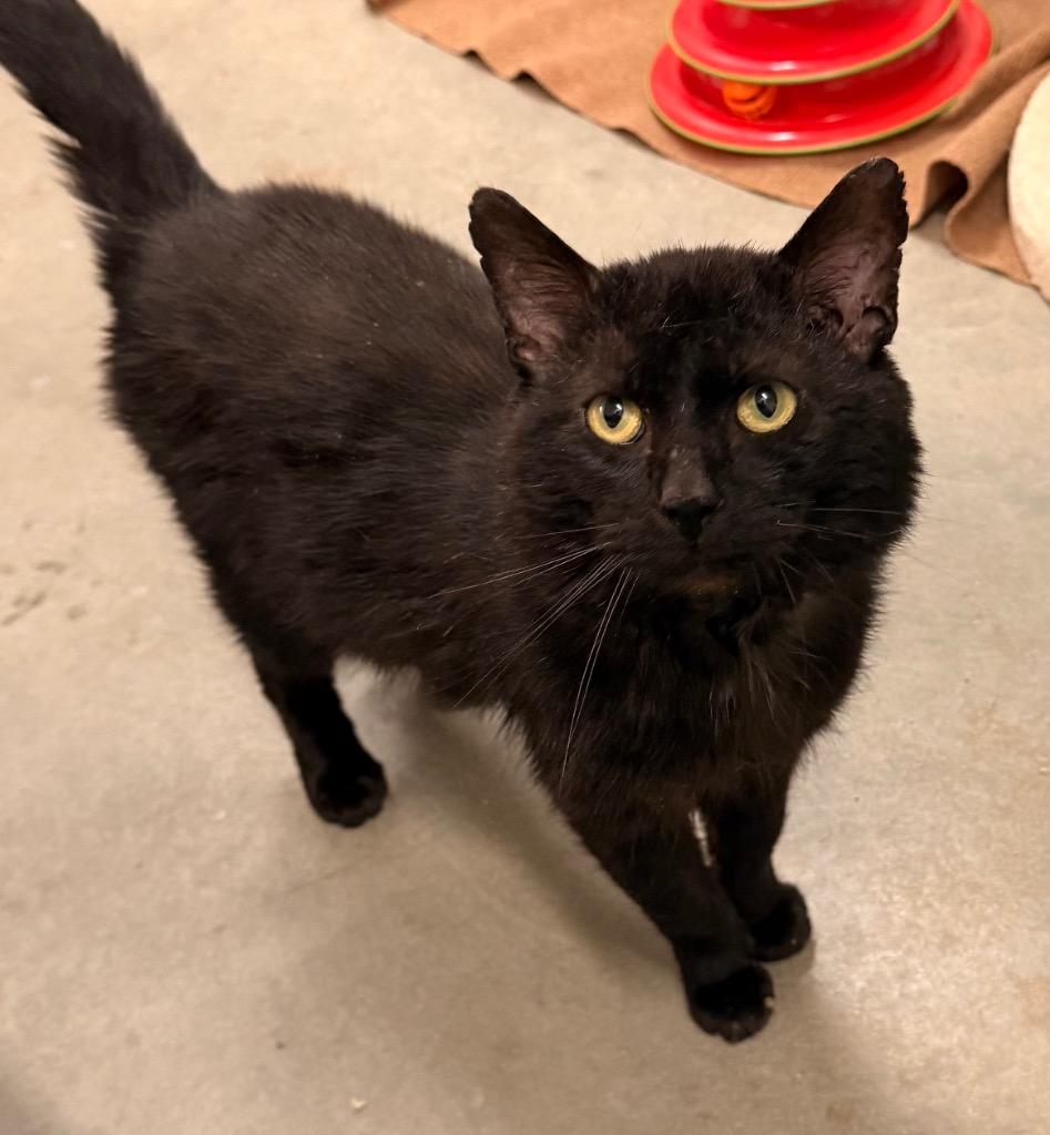 Enlarge Heavy Machinery, a Adoptable mixed breed in Defiance, OH image 3/6