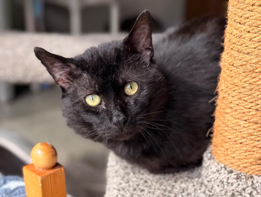 Enlarge Heavy Machinery, a Adoptable mixed breed in Defiance, OH image 4/6