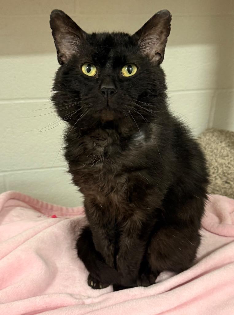 Enlarge Heavy Machinery, a Adoptable mixed breed in Defiance, OH image 4/6