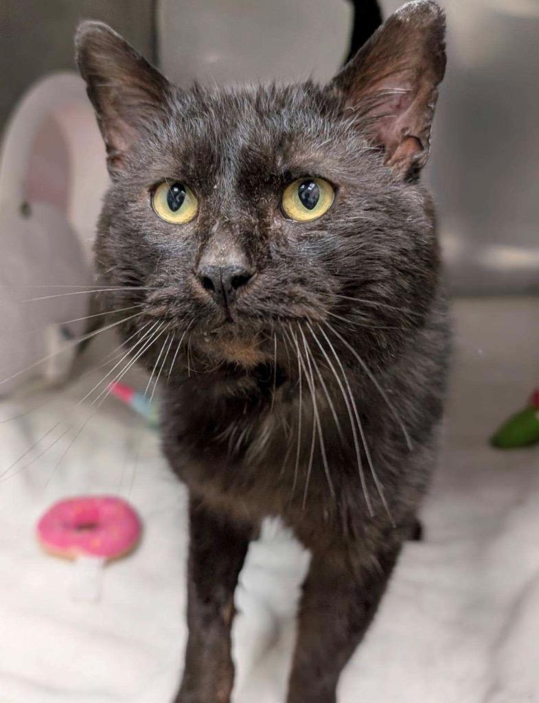 Enlarge Heavy Machinery, a Adoptable mixed breed in Defiance, OH image 5/6