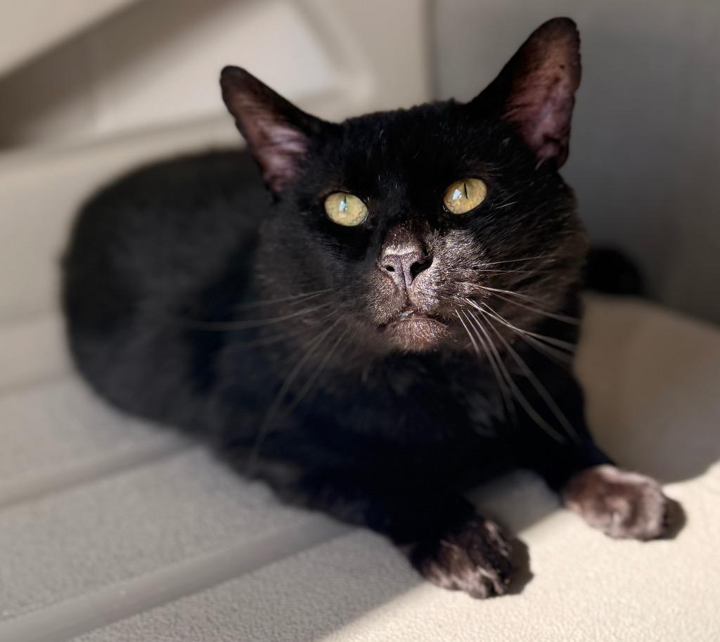 Enlarge Heavy Machinery, a Adoptable mixed breed in Defiance, OH image 6/6