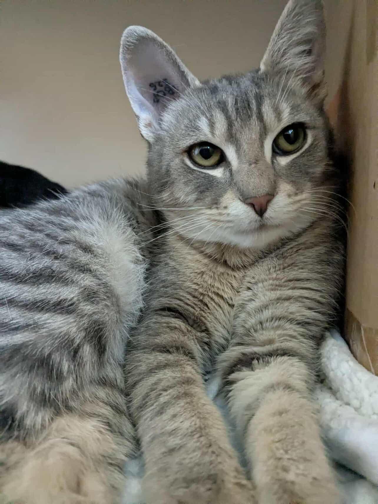 Ohtani and Grey Feather (Bonded Siblings)