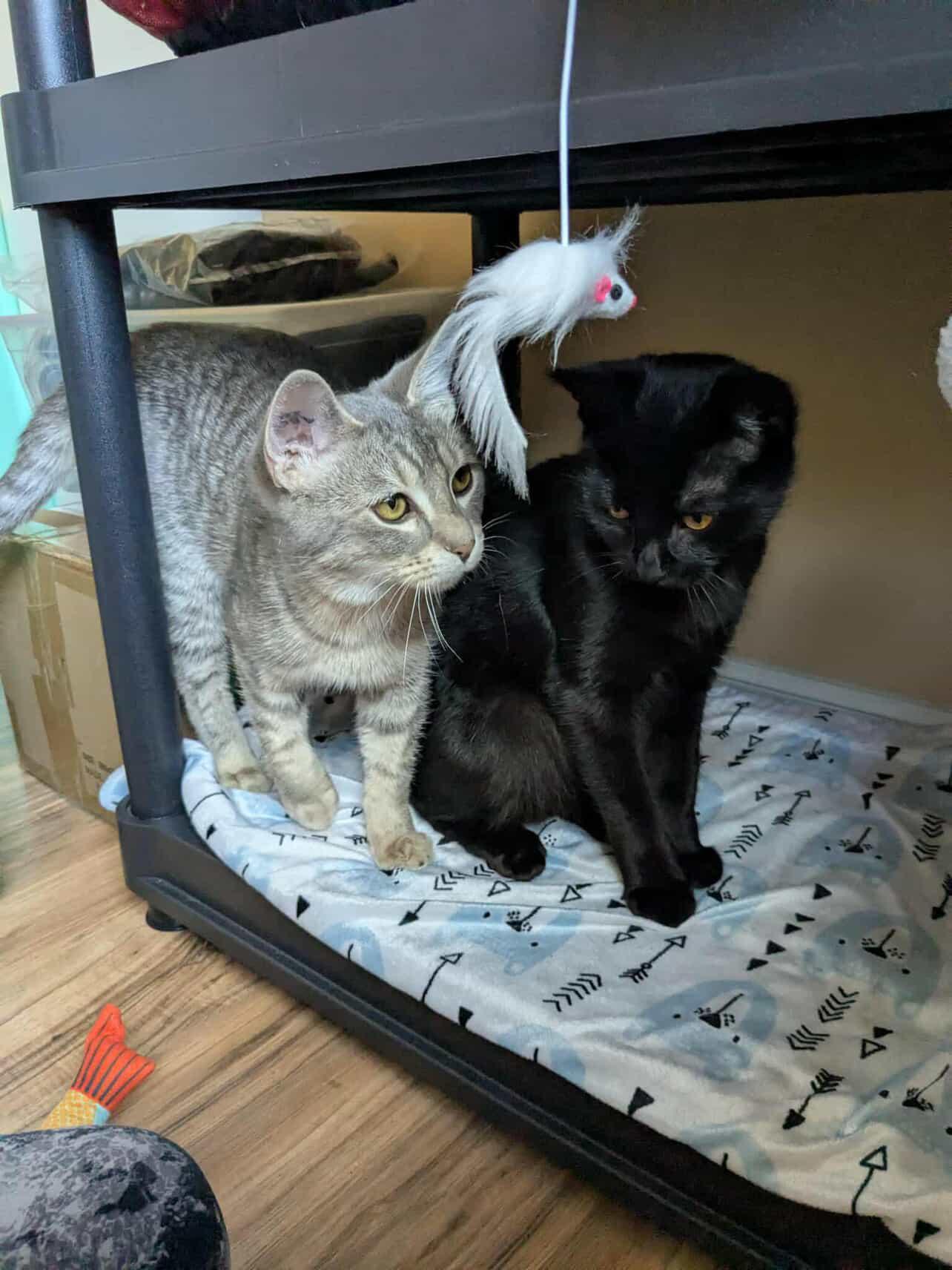 Ohtani and Grey Feather (Bonded Siblings)