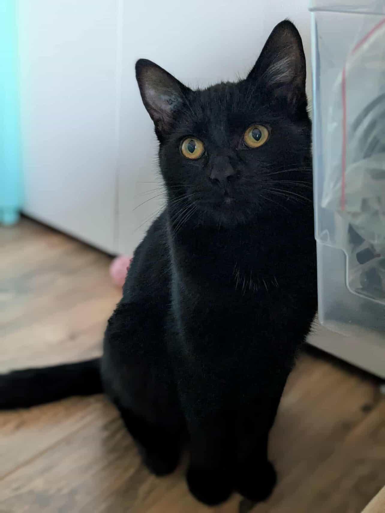 Ohtani and Grey Feather (Bonded Siblings)