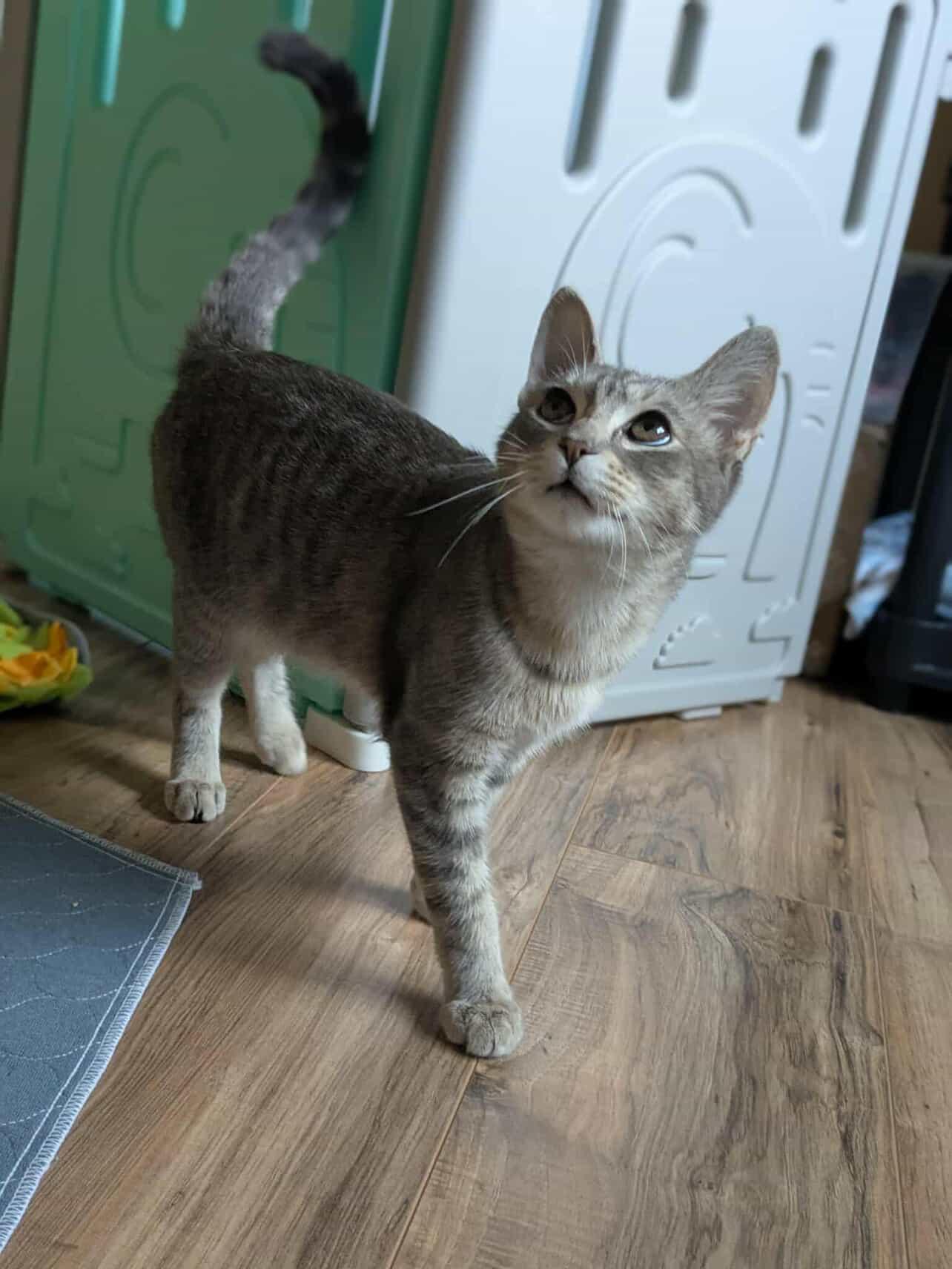 Ohtani and Grey Feather (Bonded Siblings)