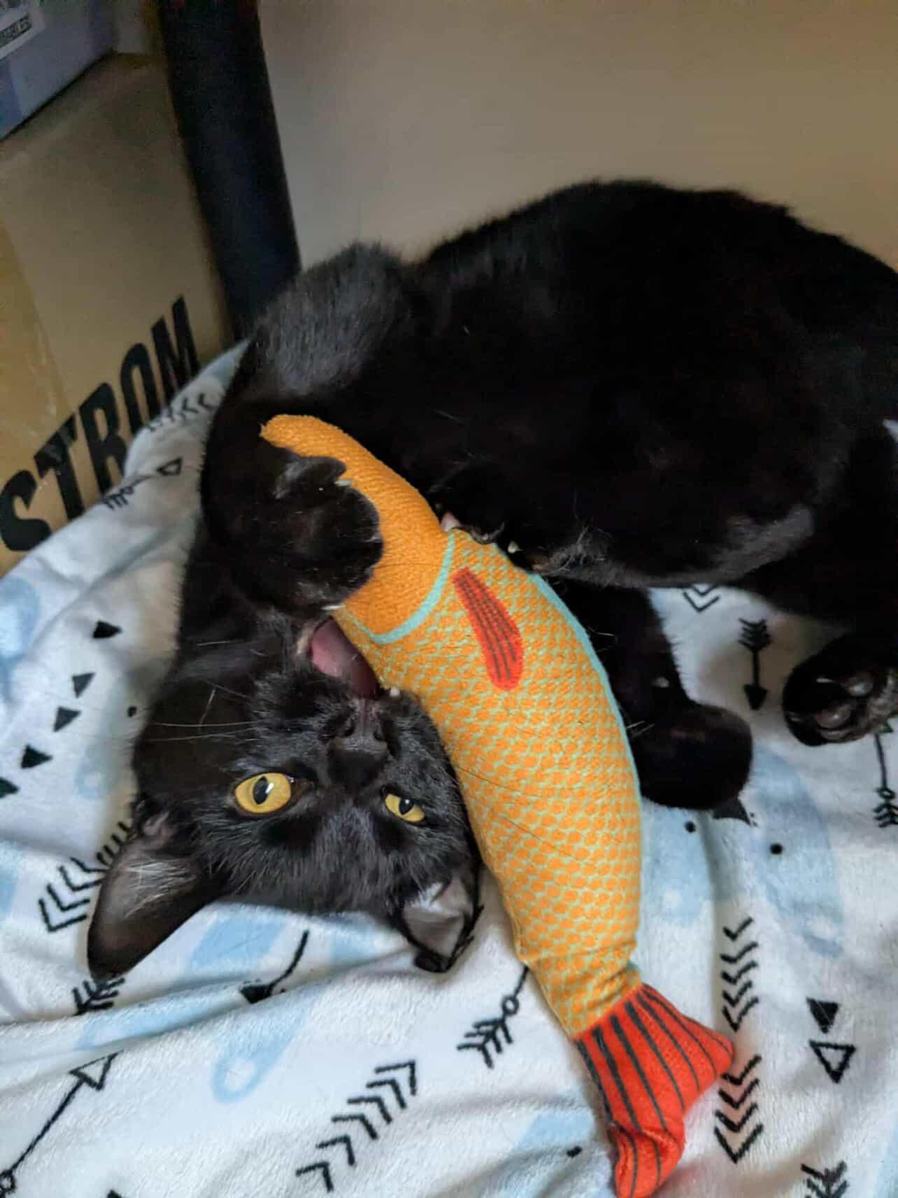 Ohtani and Grey Feather (Bonded Siblings)