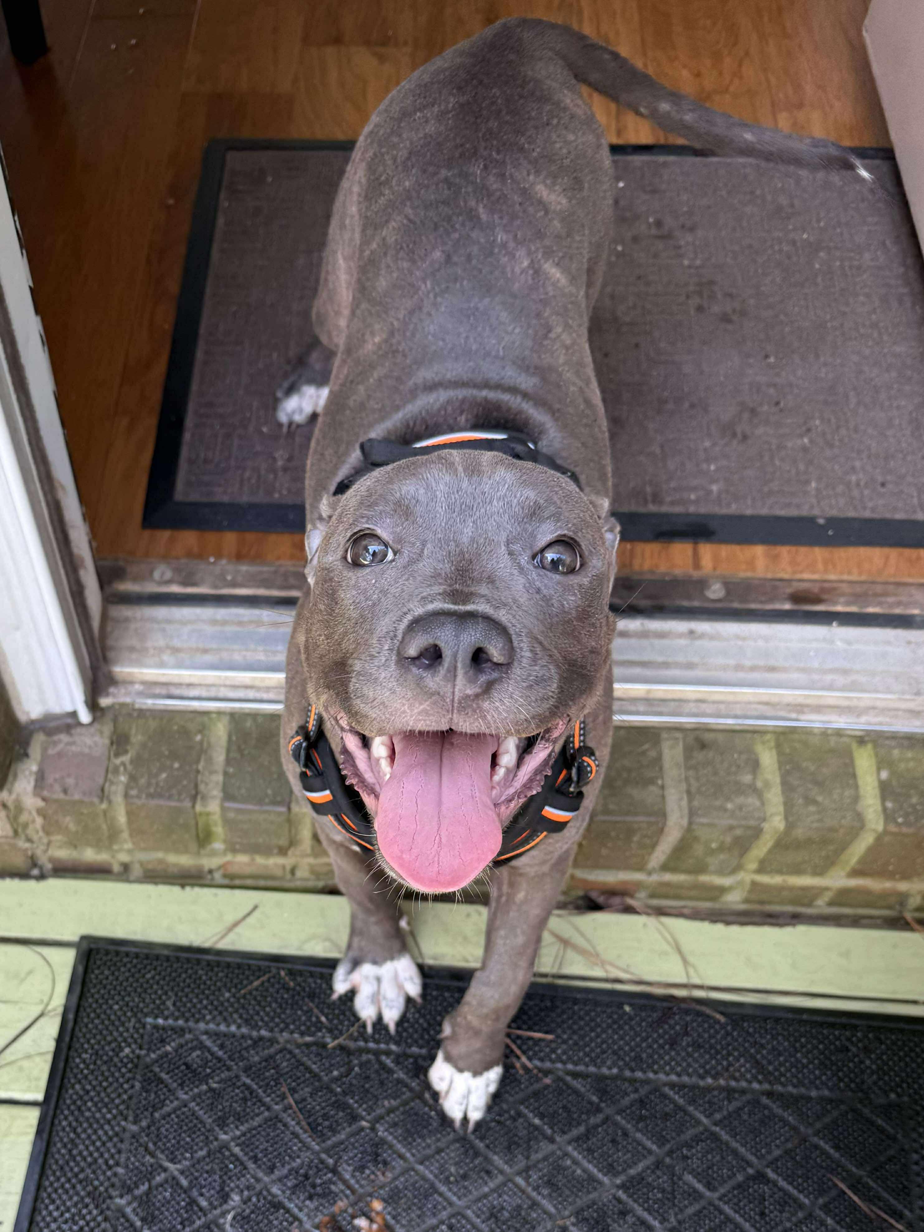 Enlarge Layla, an adopted Mixed Breed in Huntsville, AL image 3/6