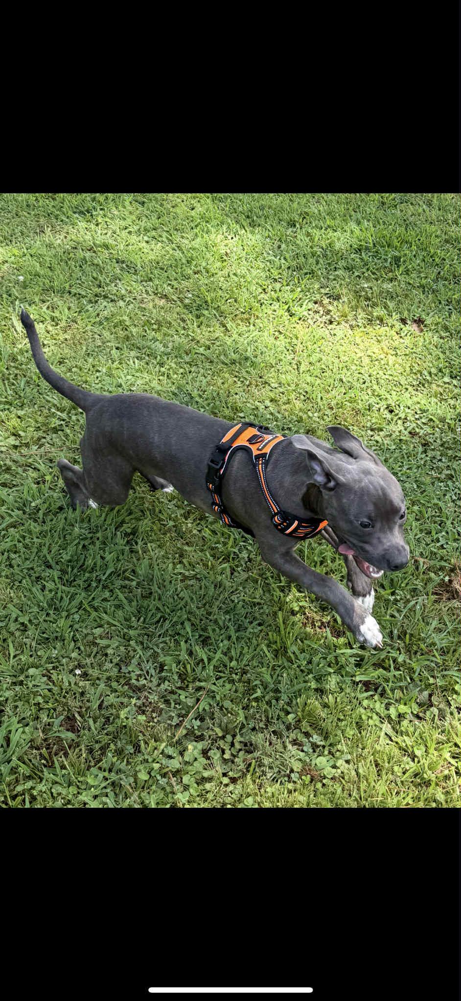 Enlarge Layla, an adopted Mixed Breed in Huntsville, AL image 4/6