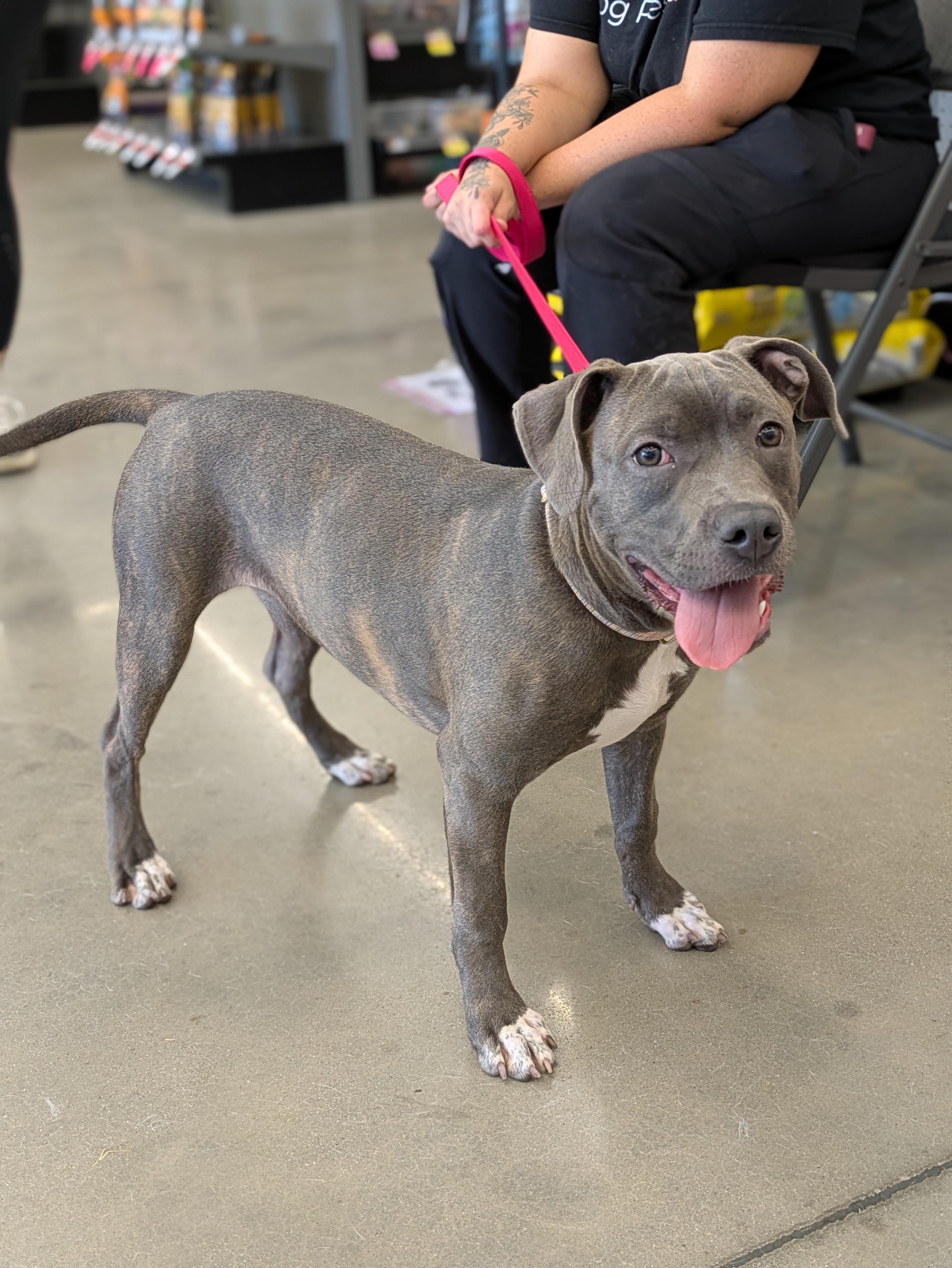 Layla, adoptable, Young Female Mixed Breed.