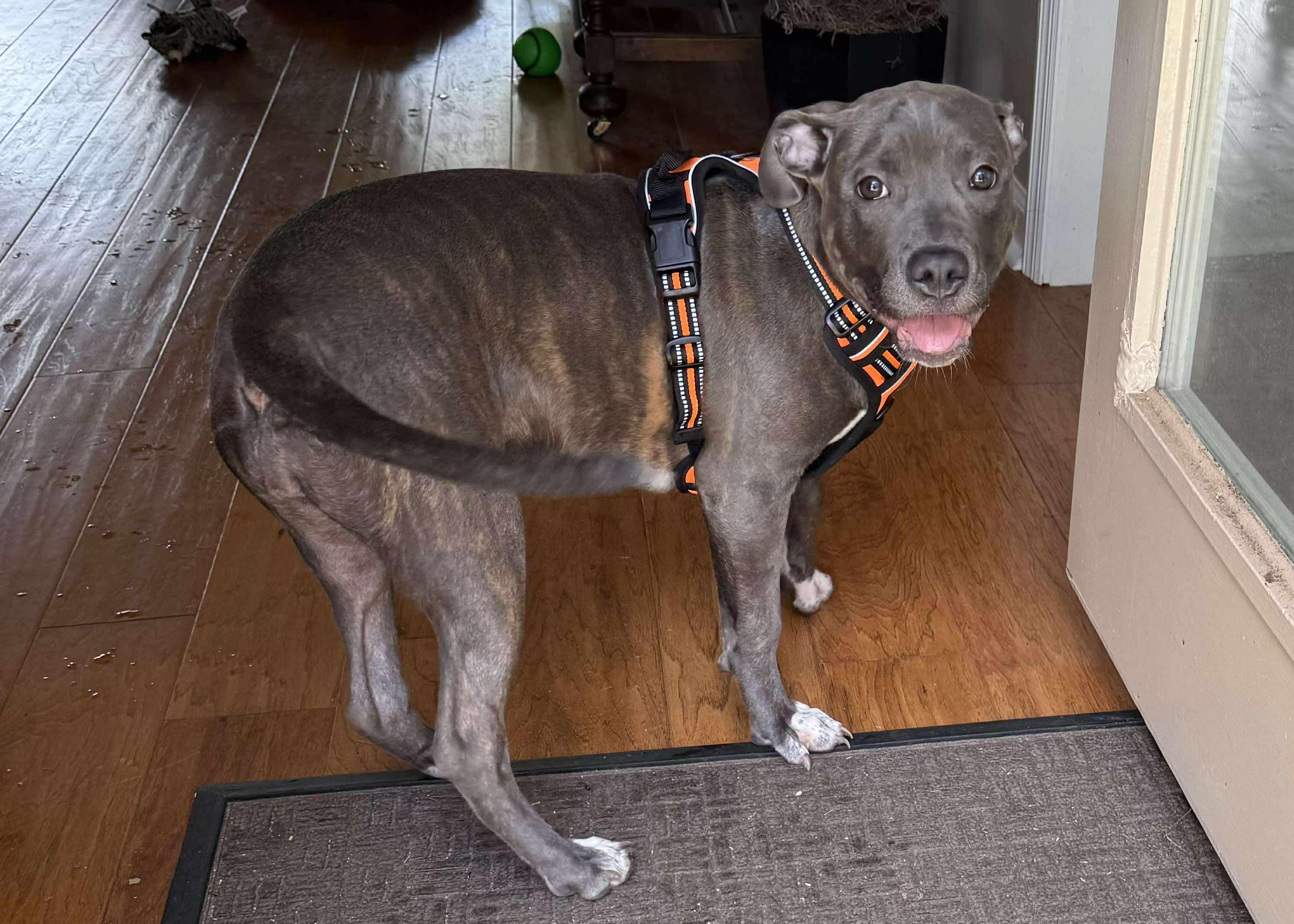 Enlarge Layla, an adopted Mixed Breed in Huntsville, AL image 2/6