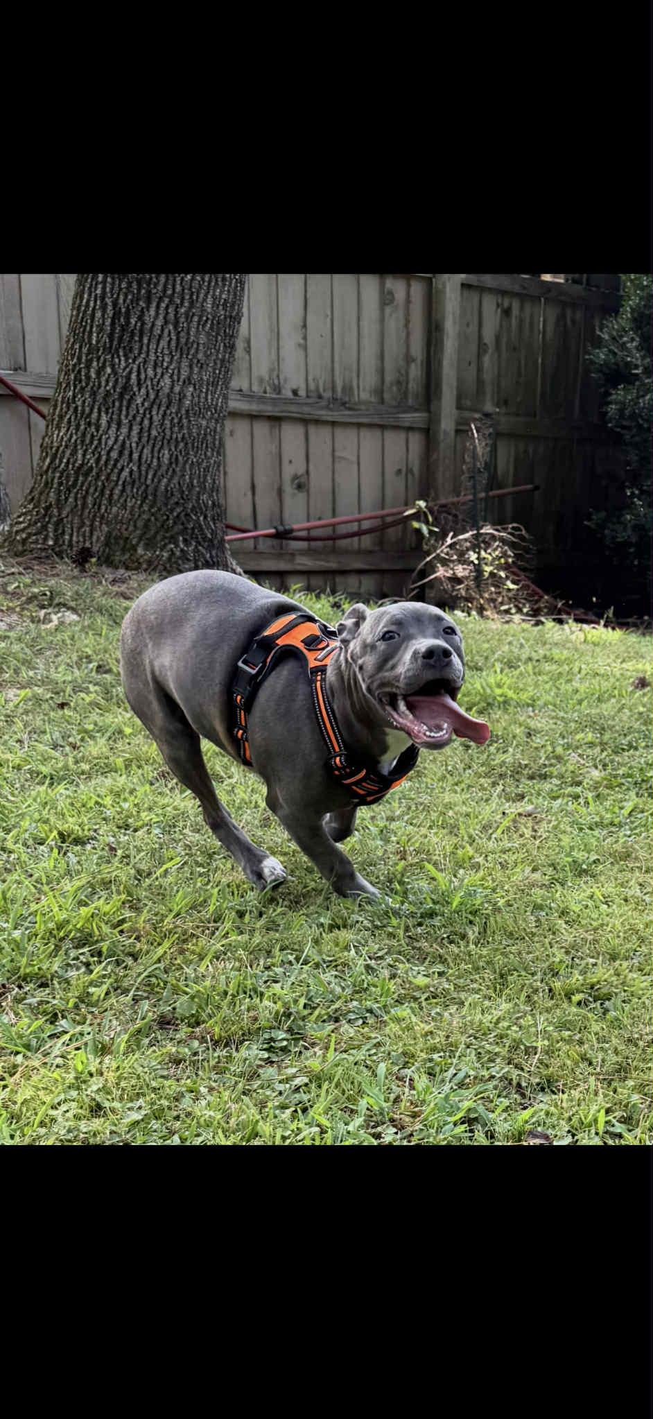 Enlarge Layla, an adopted Mixed Breed in Huntsville, AL image 5/6