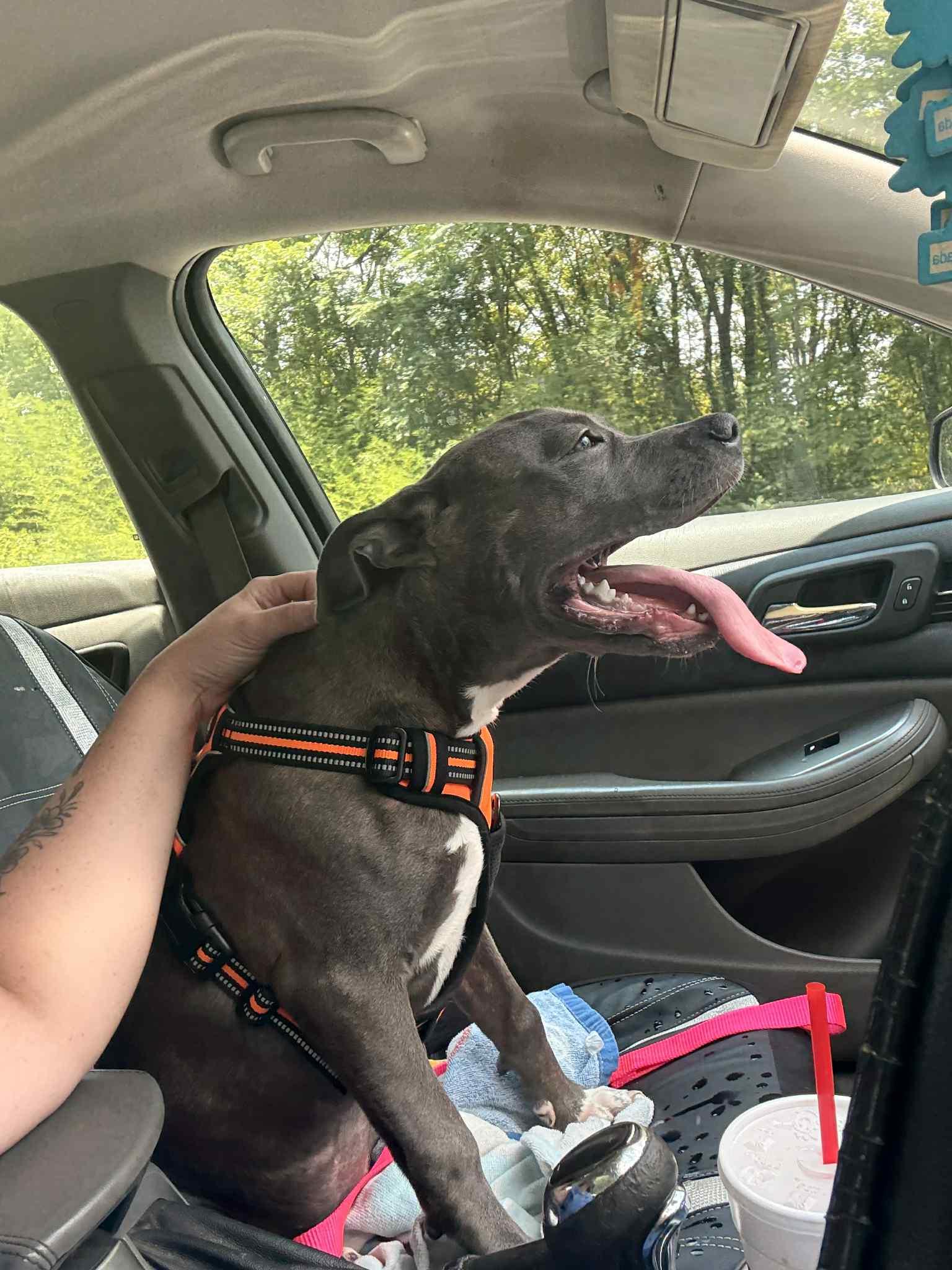 Enlarge Layla, an adopted Mixed Breed in Huntsville, AL image 6/6